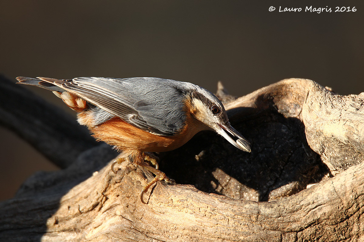 I love picchio muratore