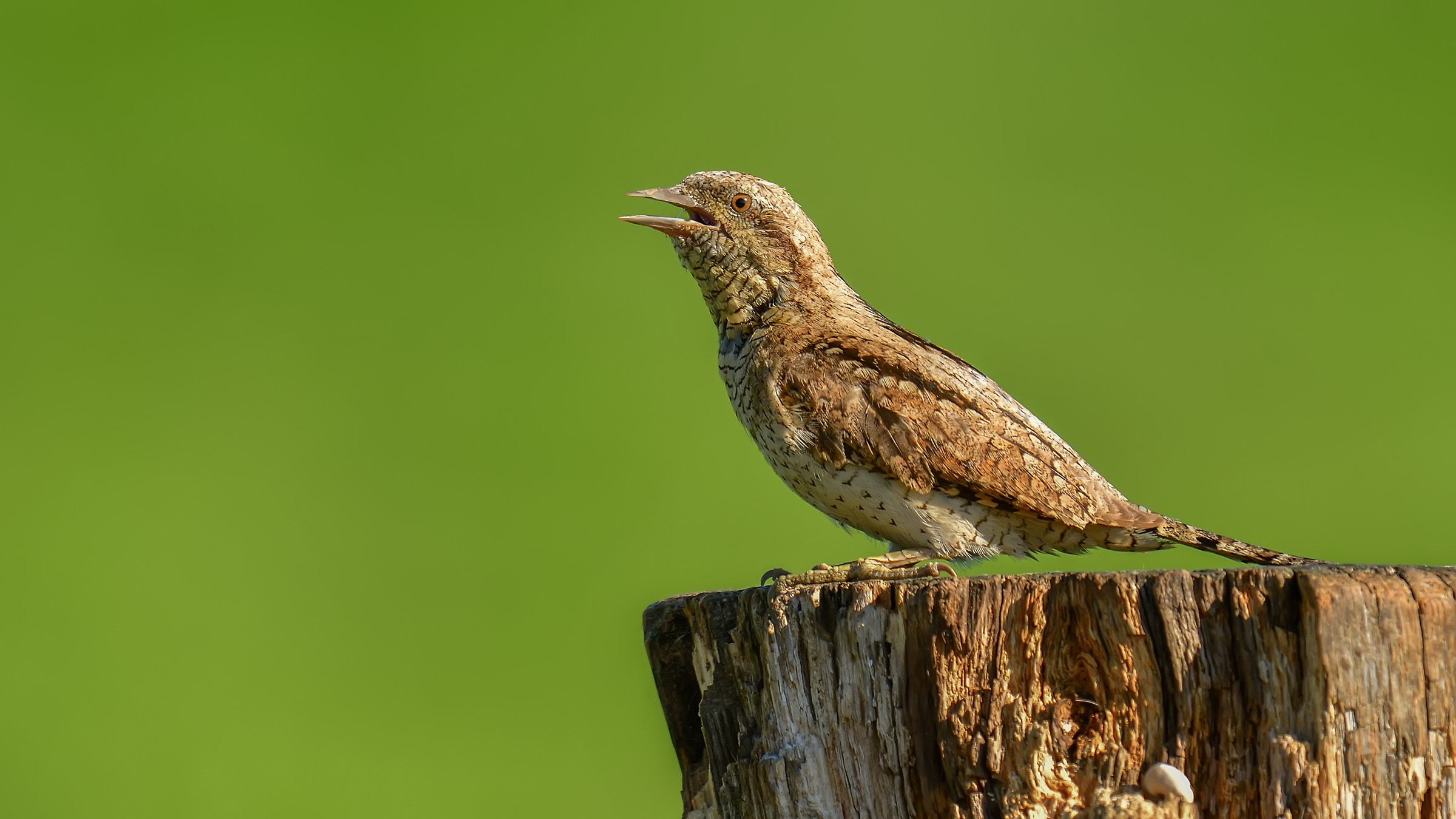 Eurasian Wryneck
