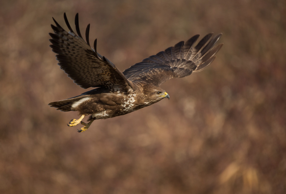 buzzard