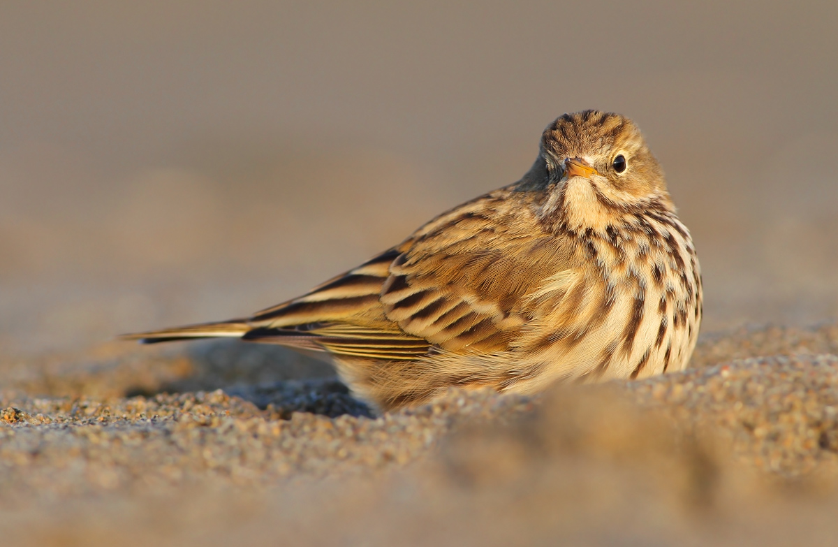 Pipit