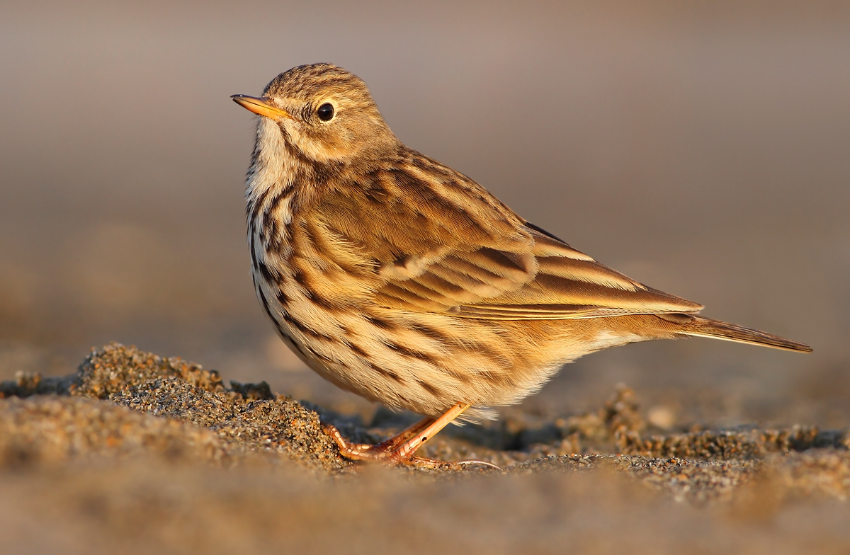 Pipit