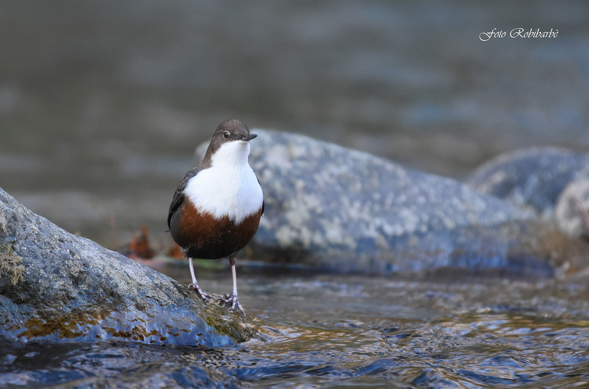 Dipper ...