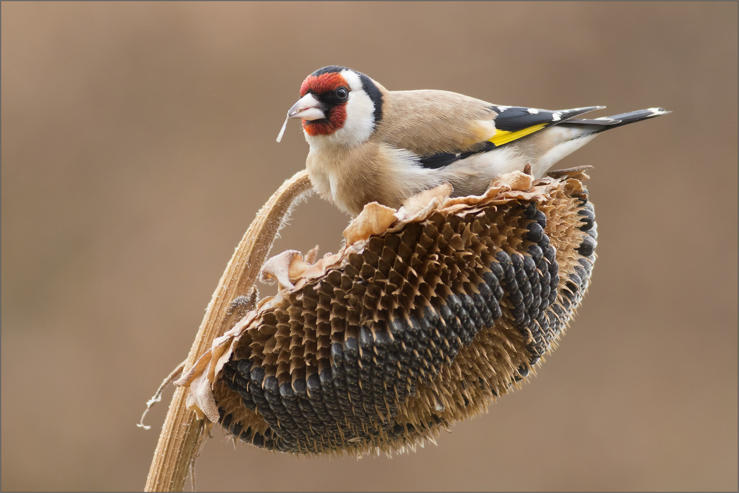 Test extender 1.4 II