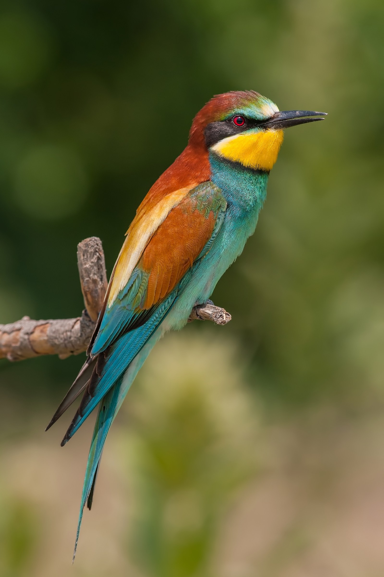 Bee Eater