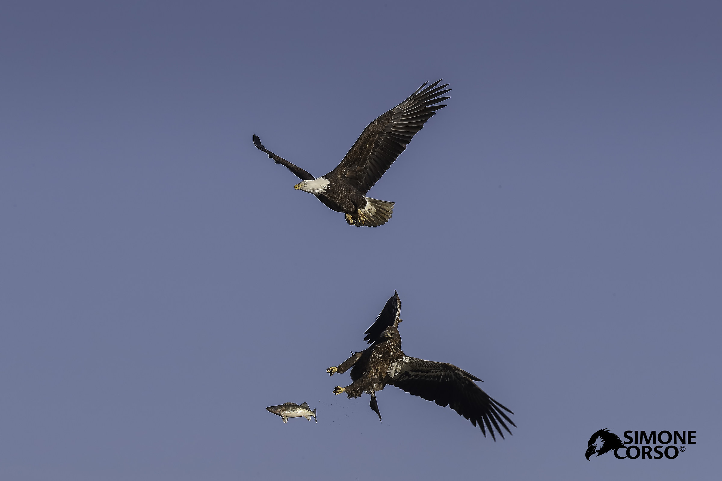 Sea eagle - the fight