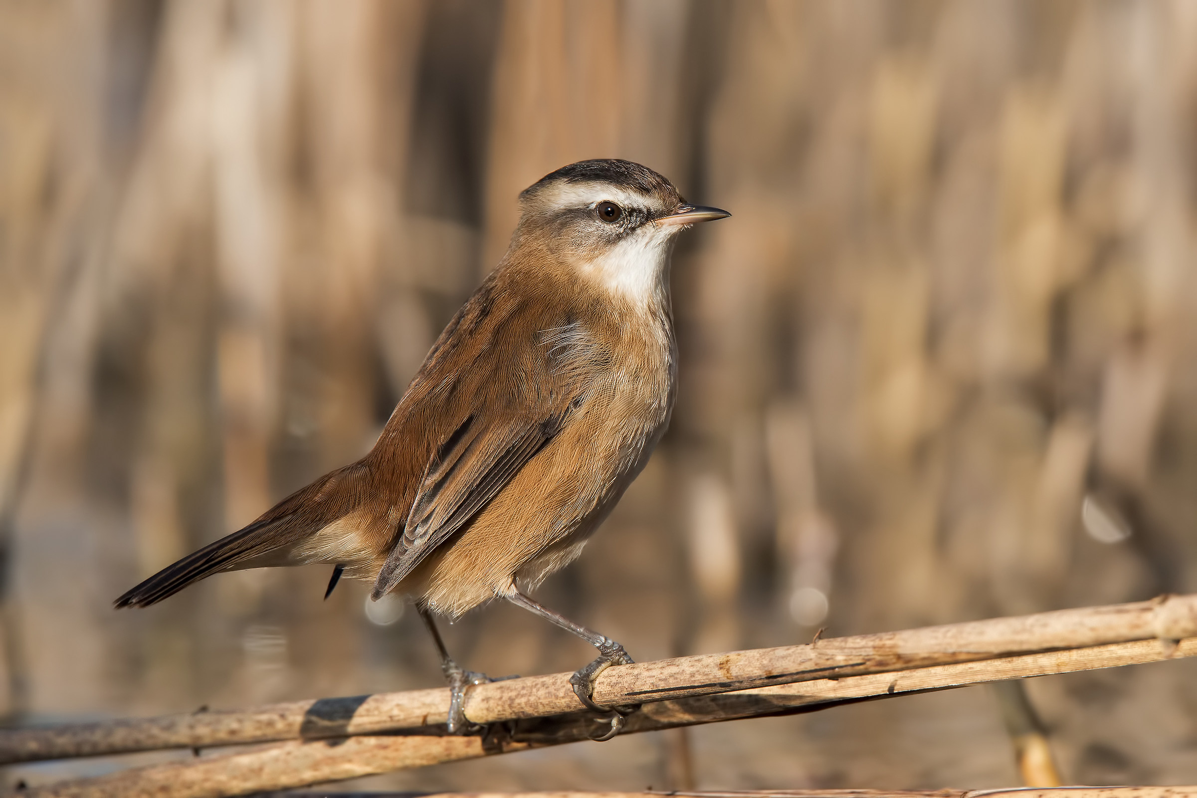 forapaglie castagnolo