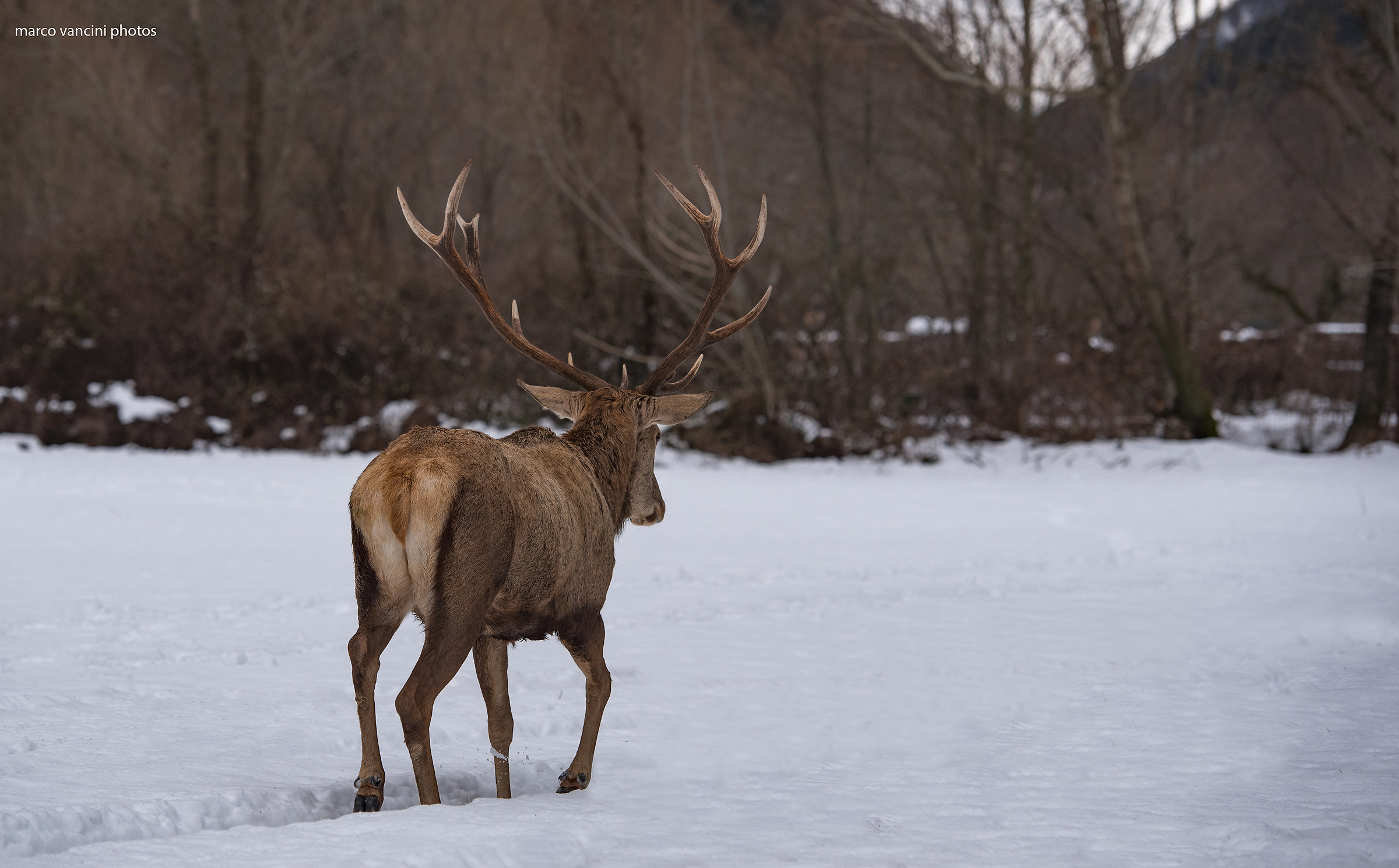 Seguendo il cervo nobile