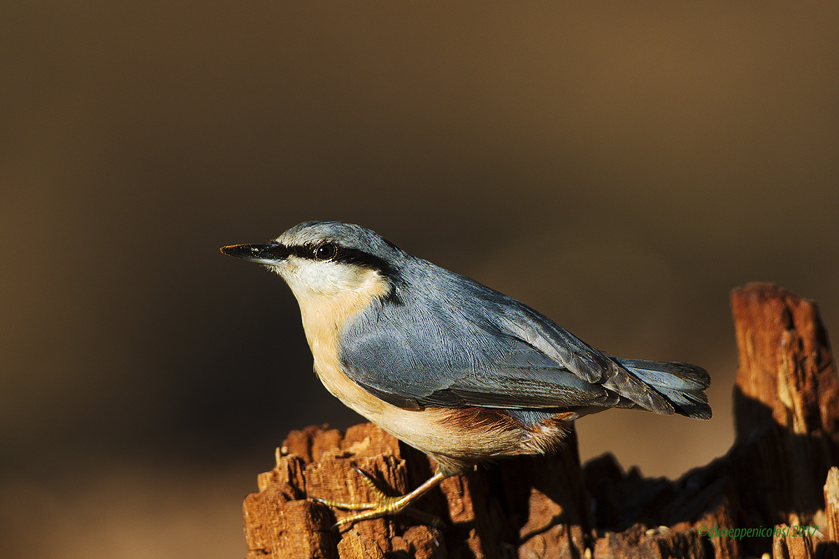 Muratore woodpecker (Sitta europaea)