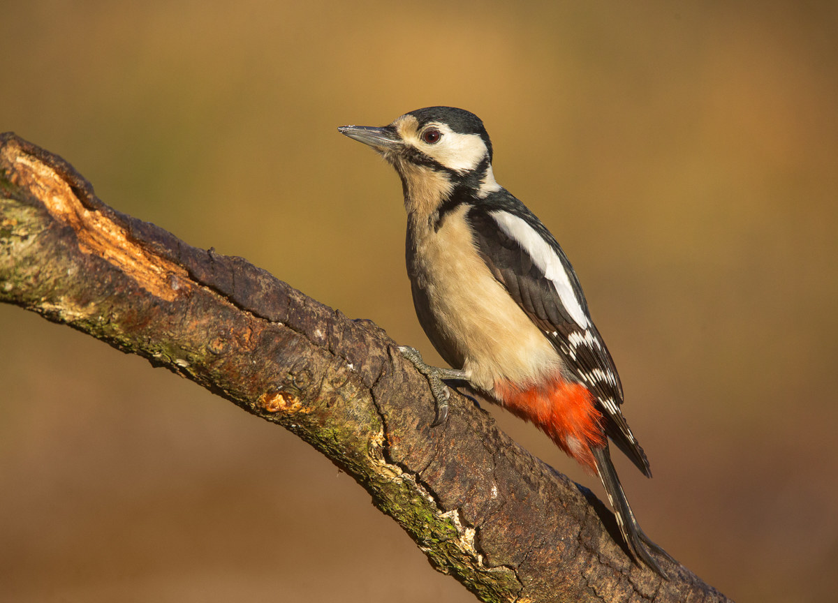 woodpecker