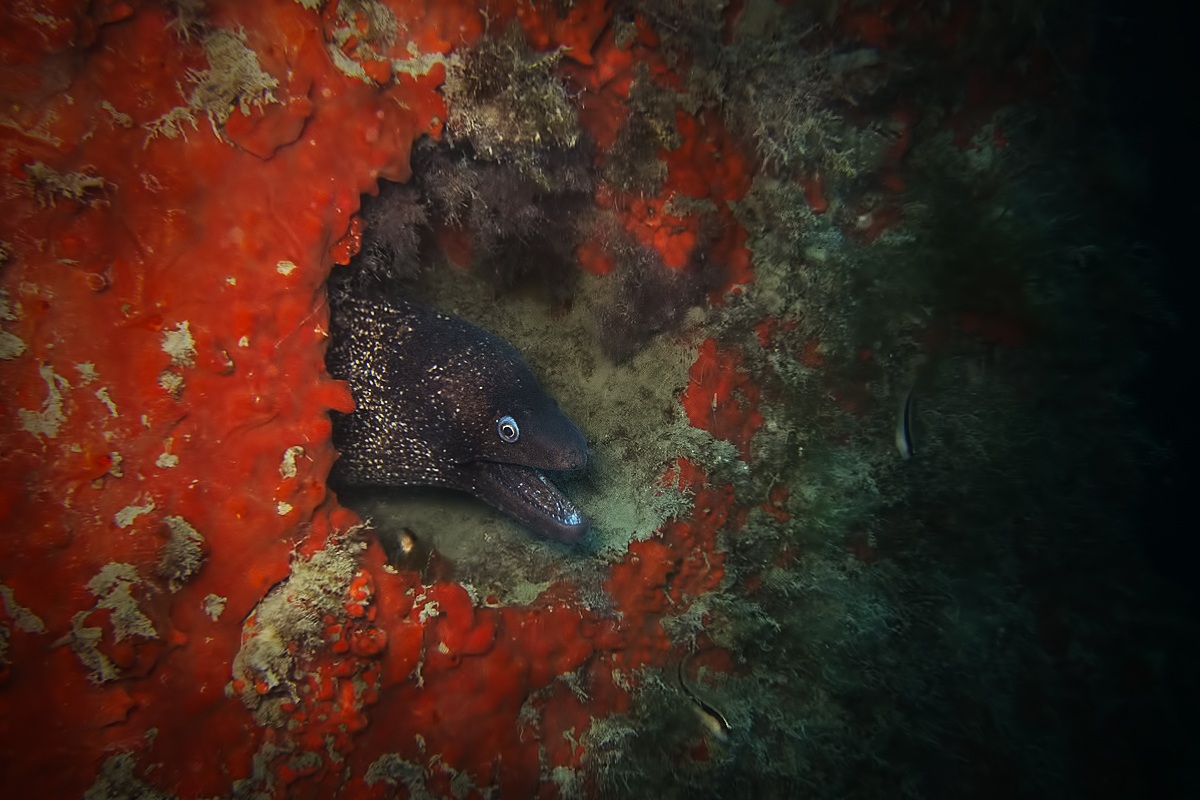 Muraena Helena (Murena)