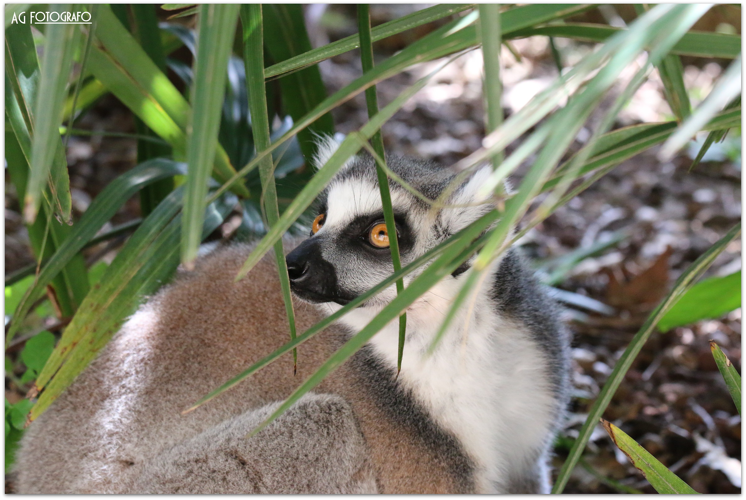 canon 70d tamron 70 200 2.8