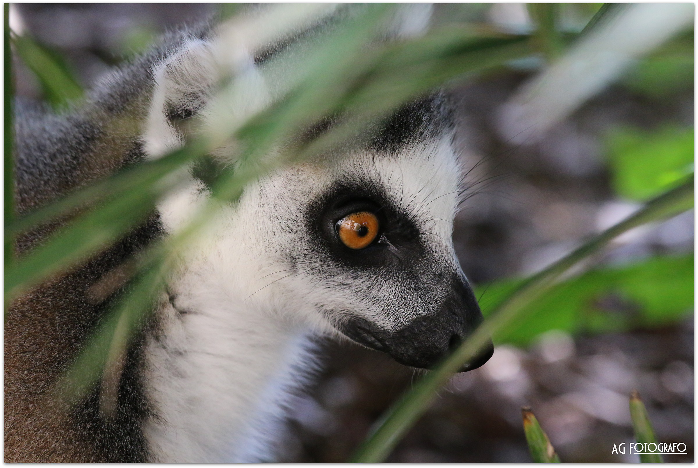 canon 70d tamron 70 200 2.8