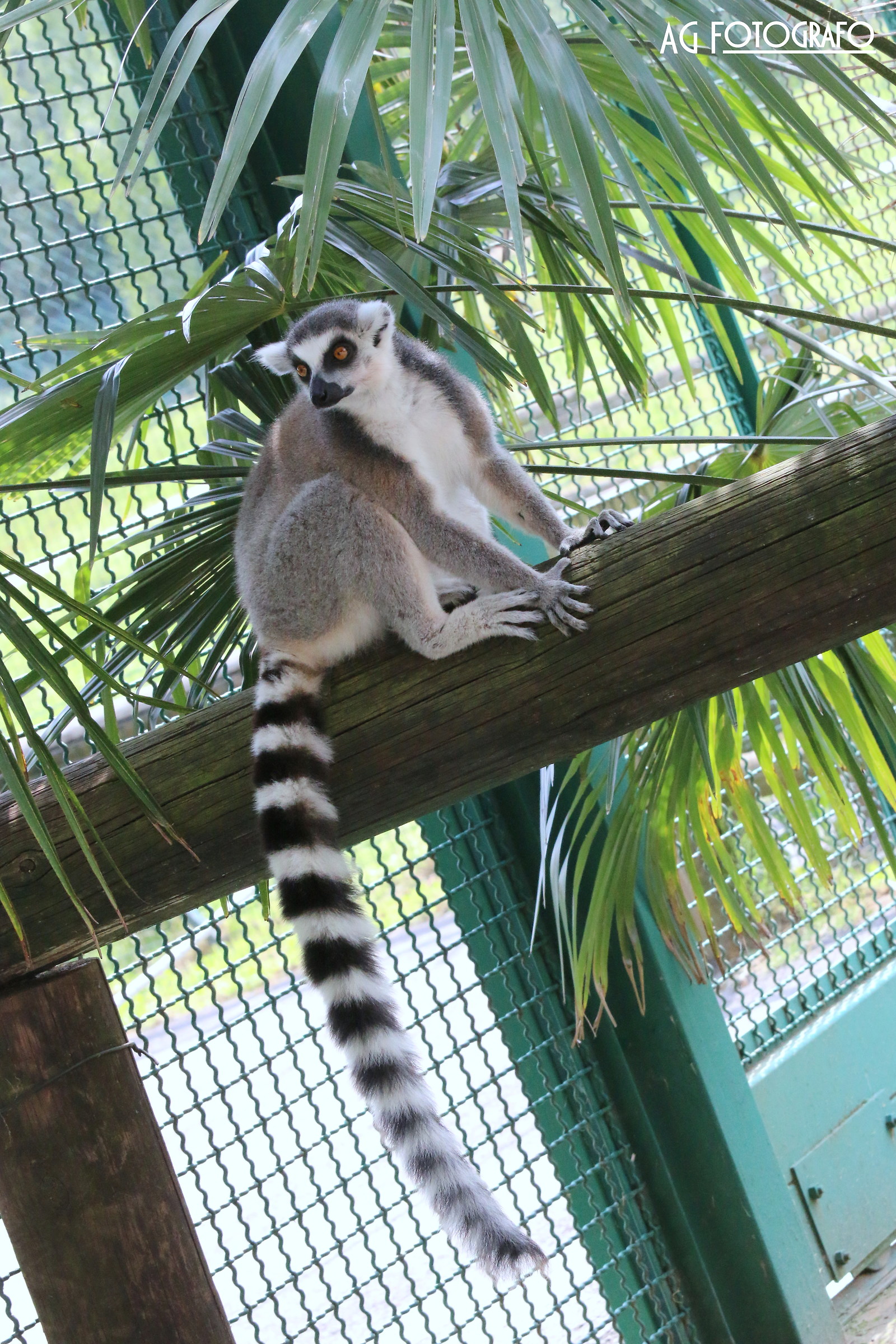 canon 70d tamron 70 200 2.8