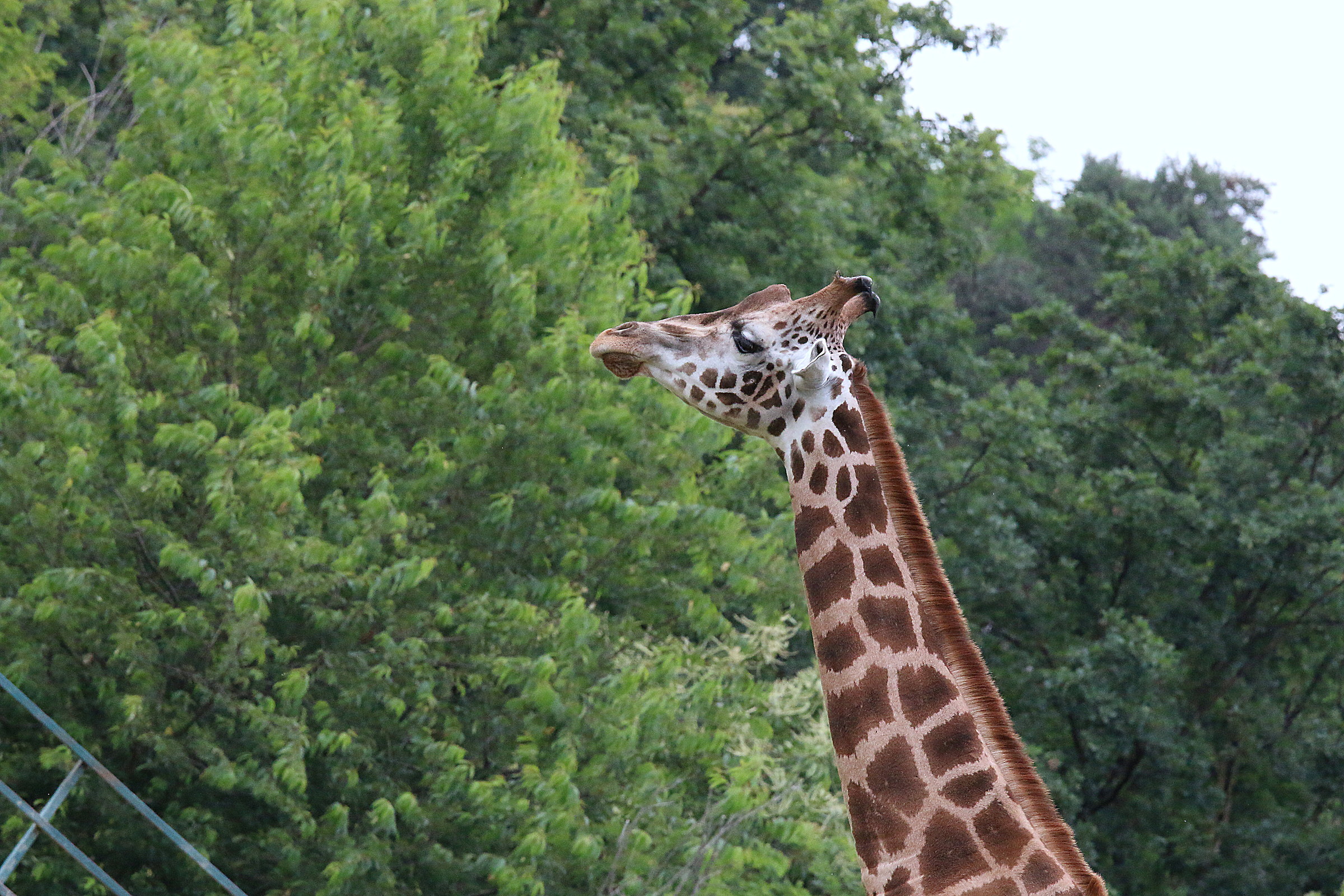 canon 70d tamron 70 200 2.8