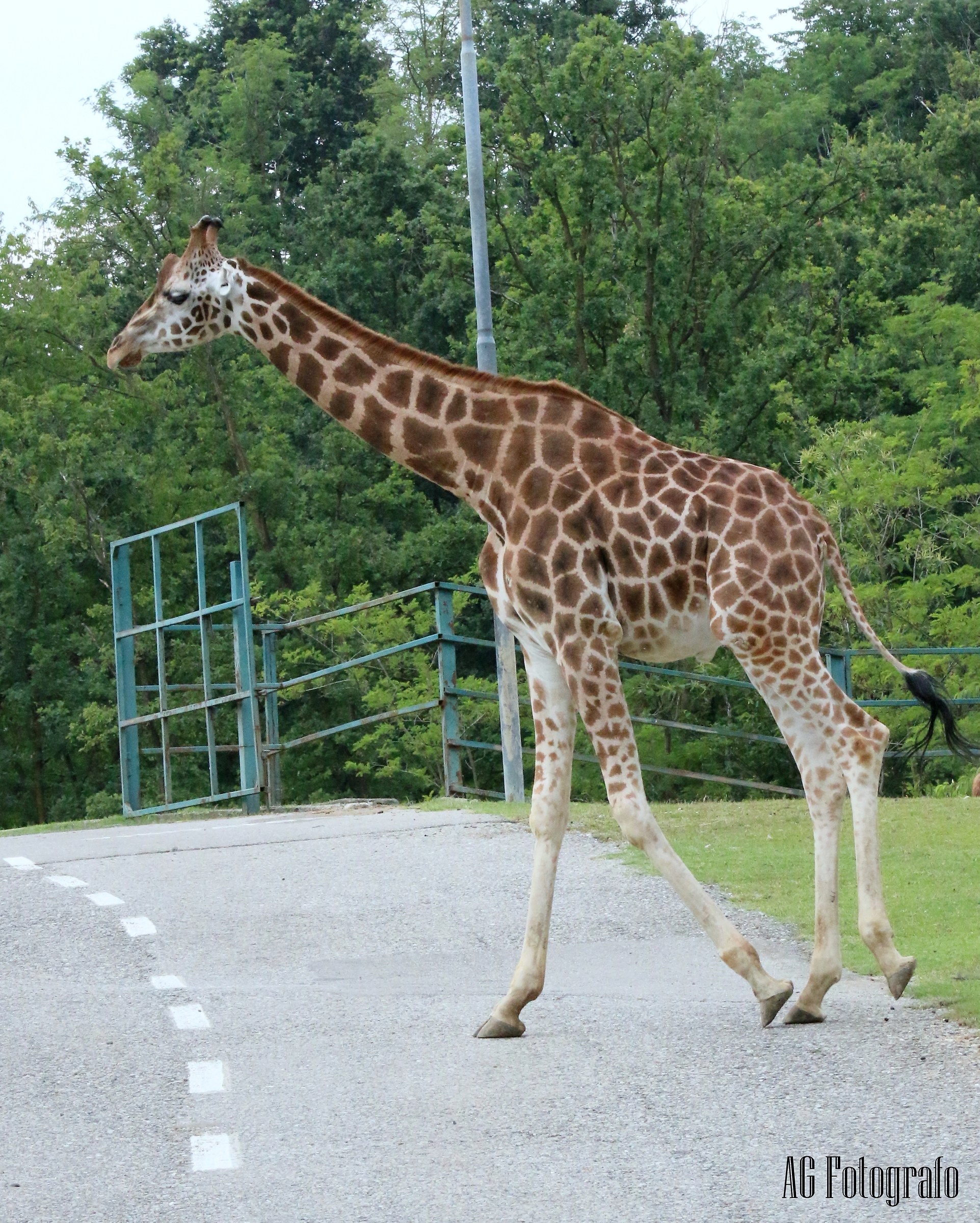 canon 70d tamron 70 200 2.8