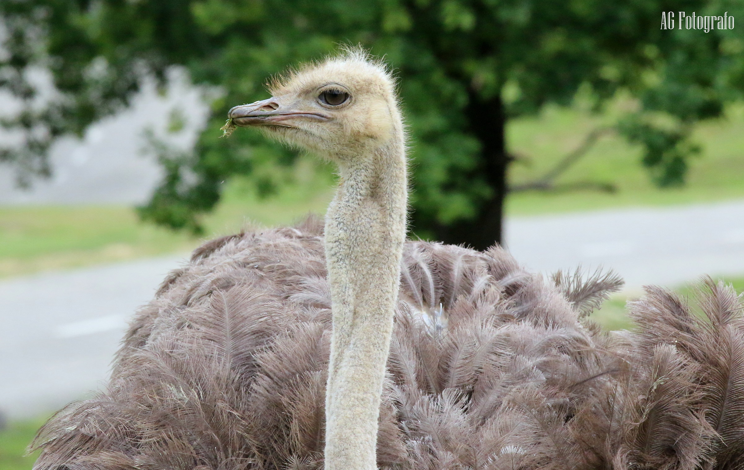 canon 70d tamron 70 200 2.8