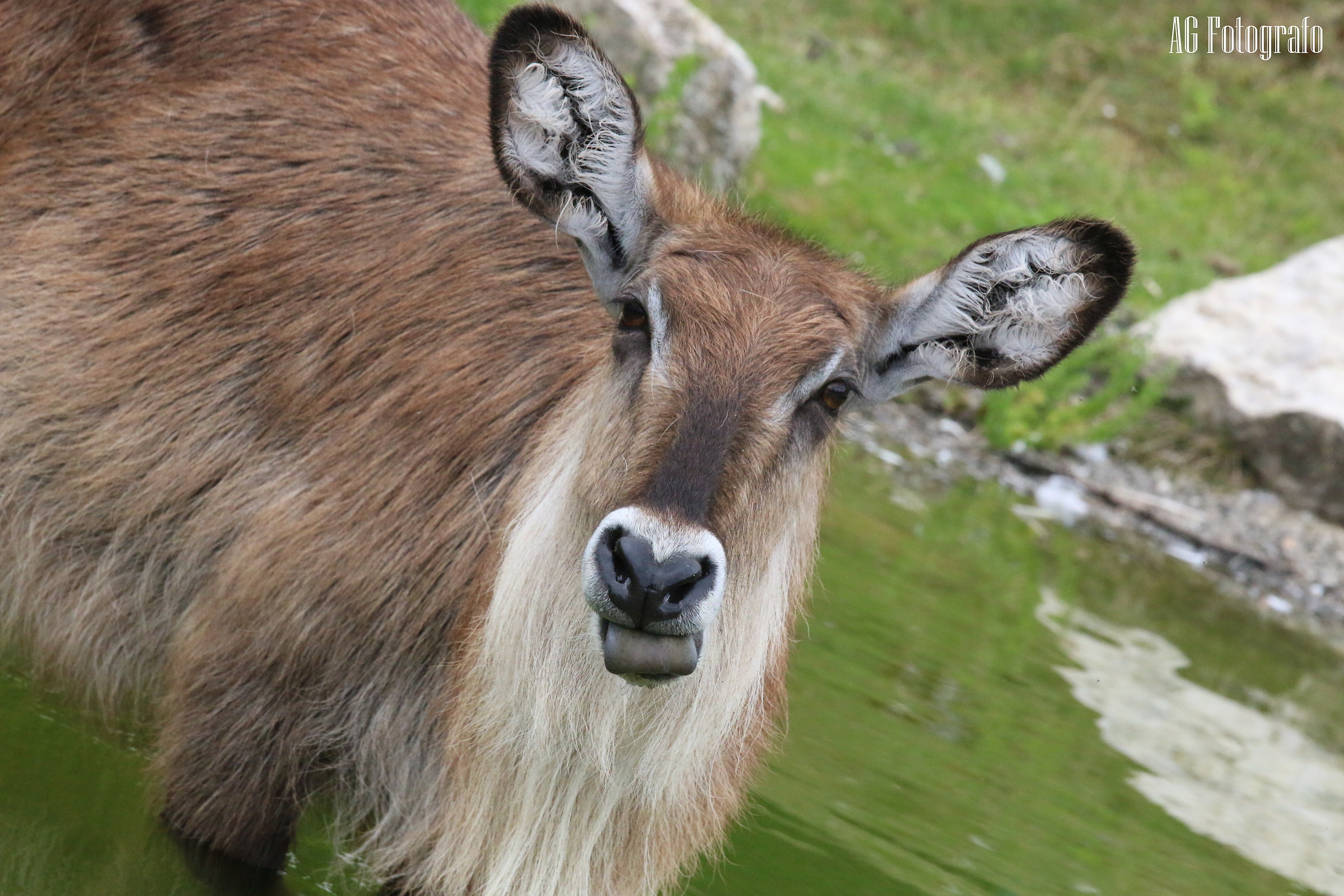 canon 70d tamron 70 200 2.8