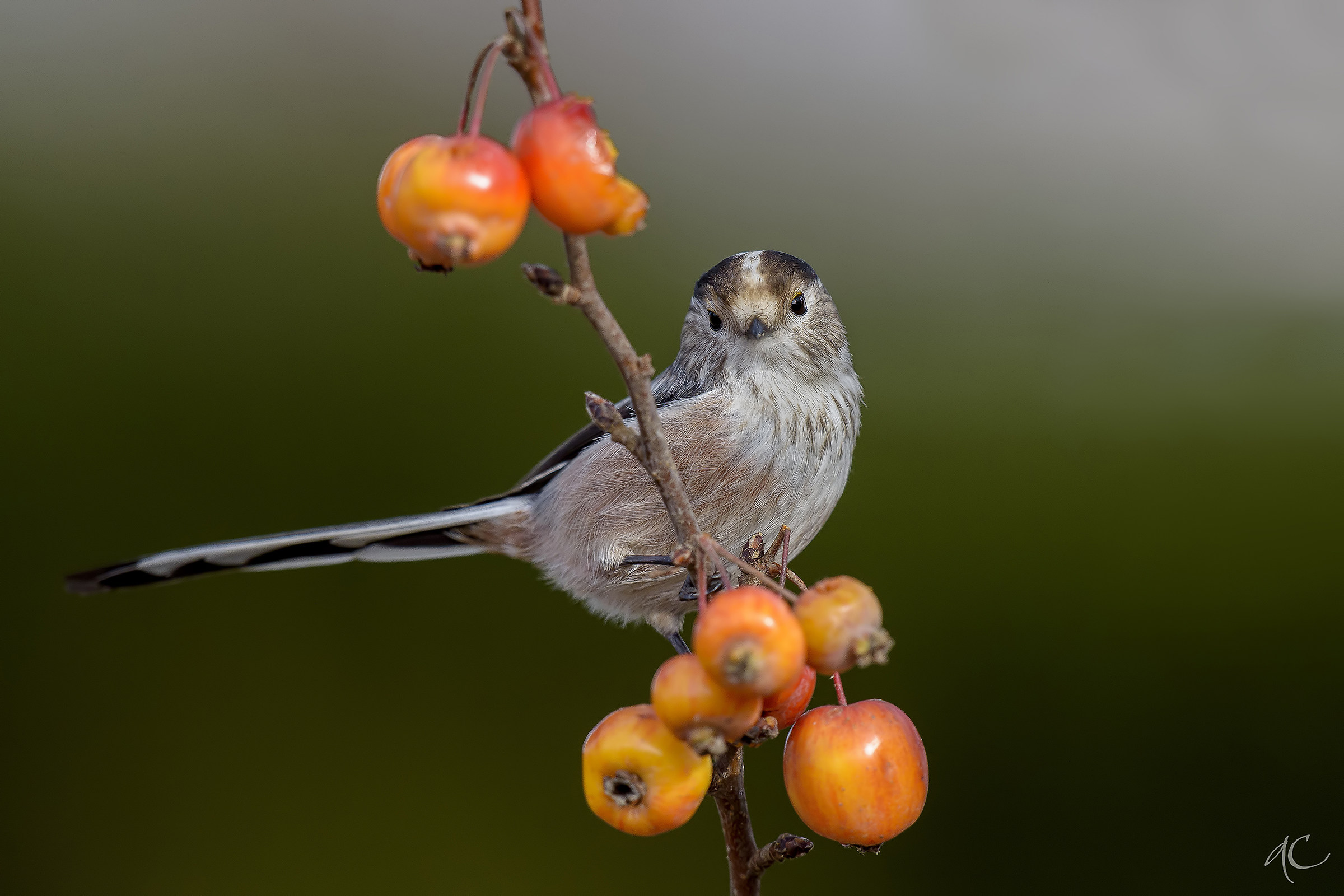 Long-tailed Tit