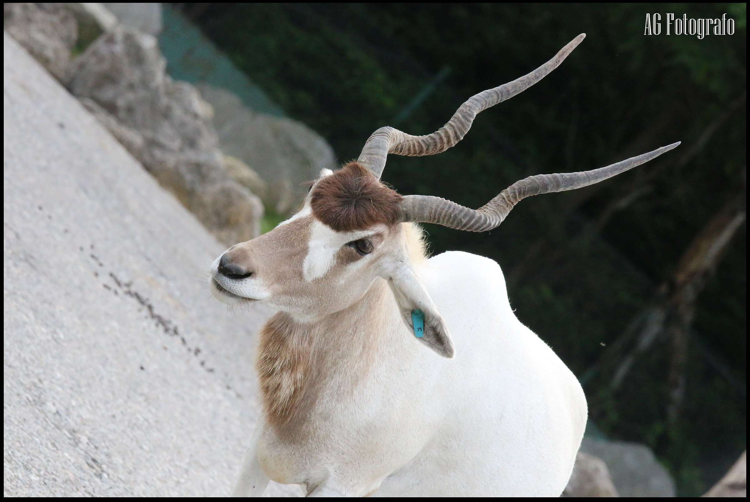 canon 70d tamron 70 200 2.8