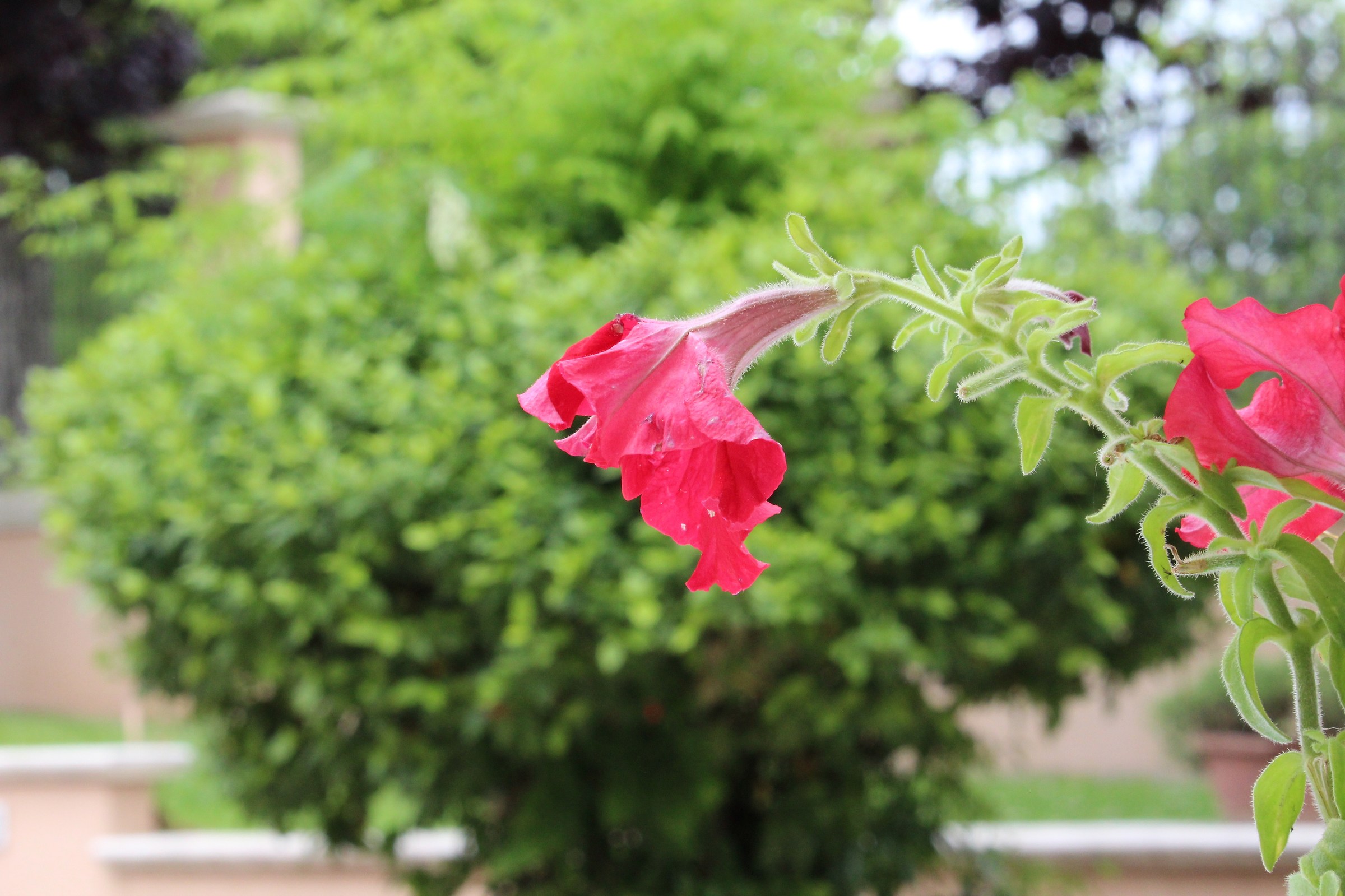 Flower in the foreground