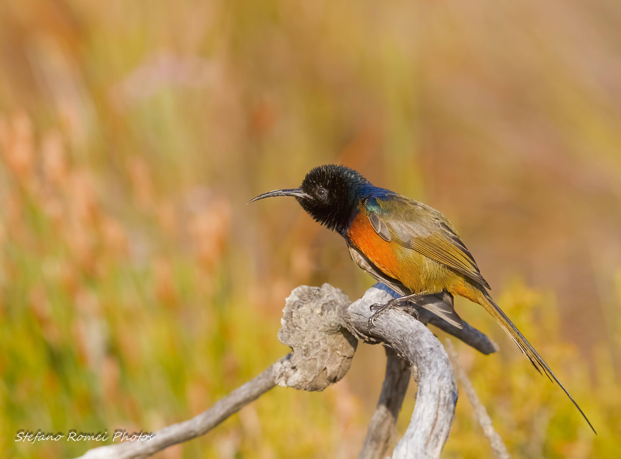 premio di consolazione....