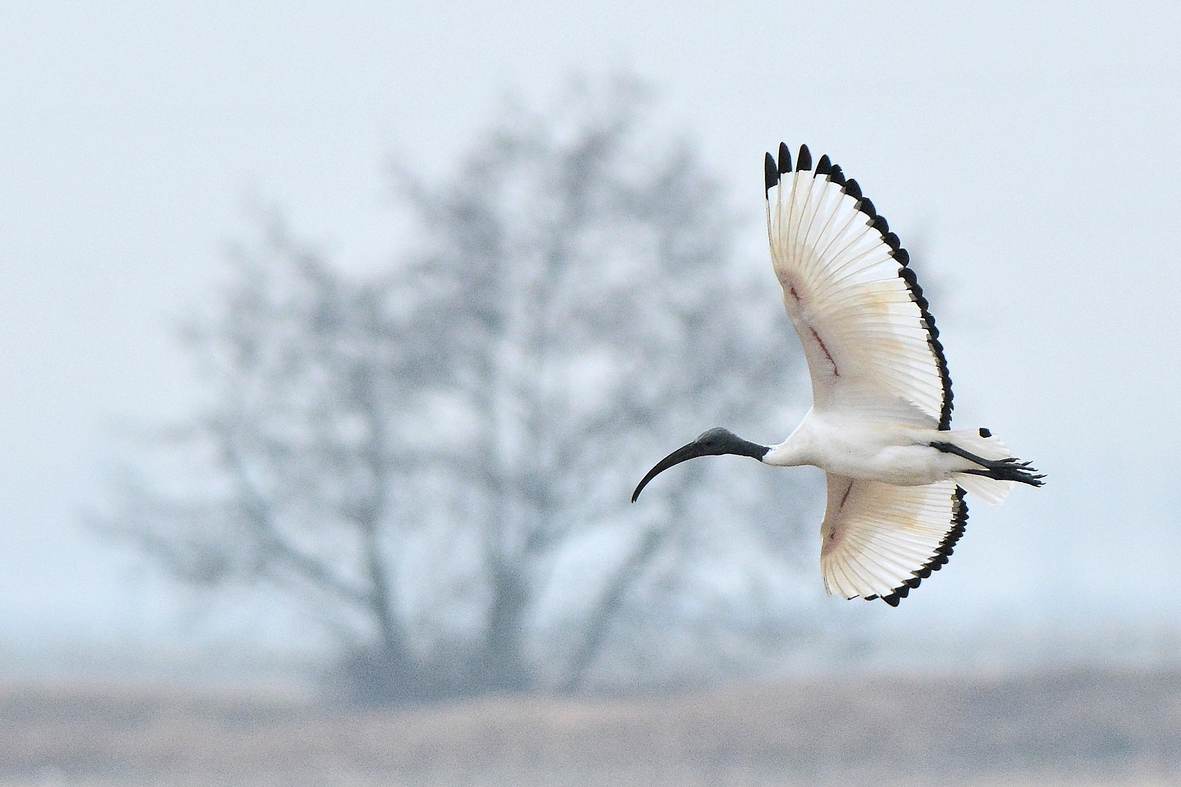 sacred Ibis