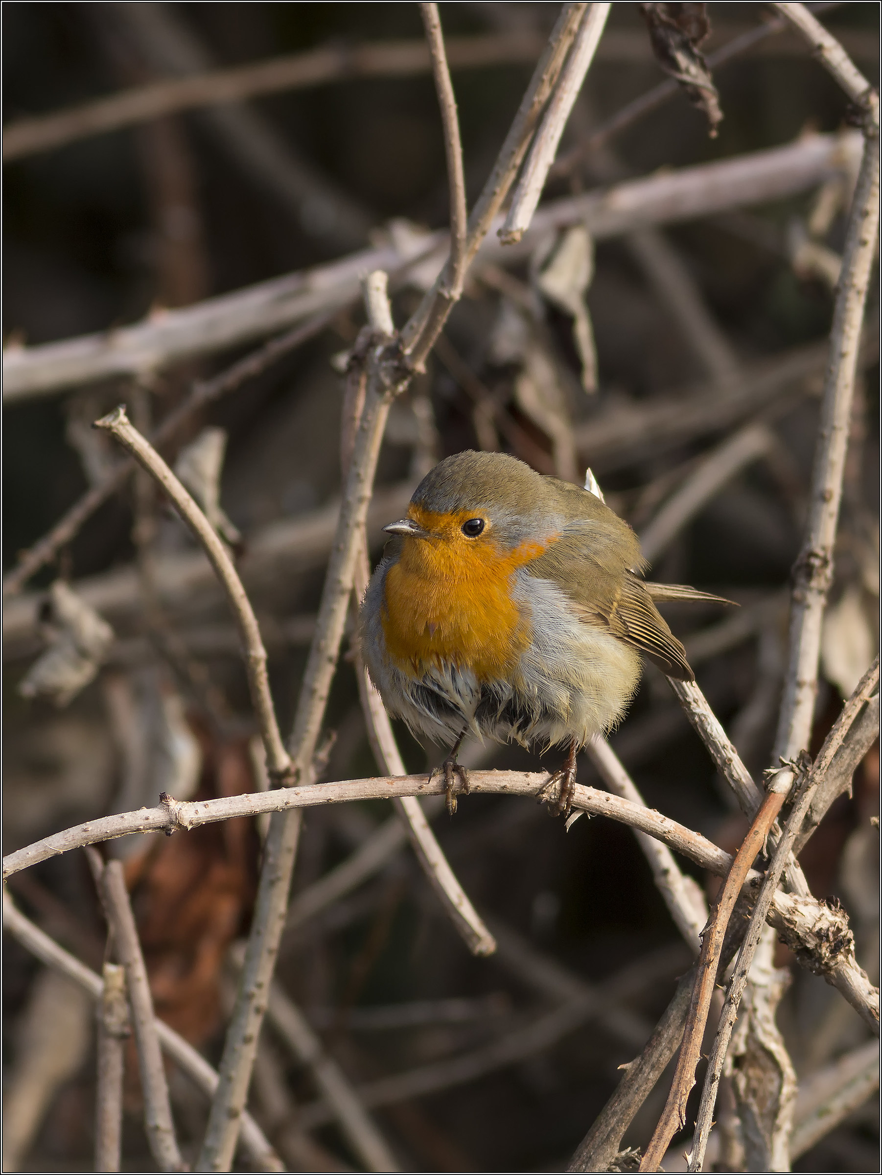 robin on the elderberry