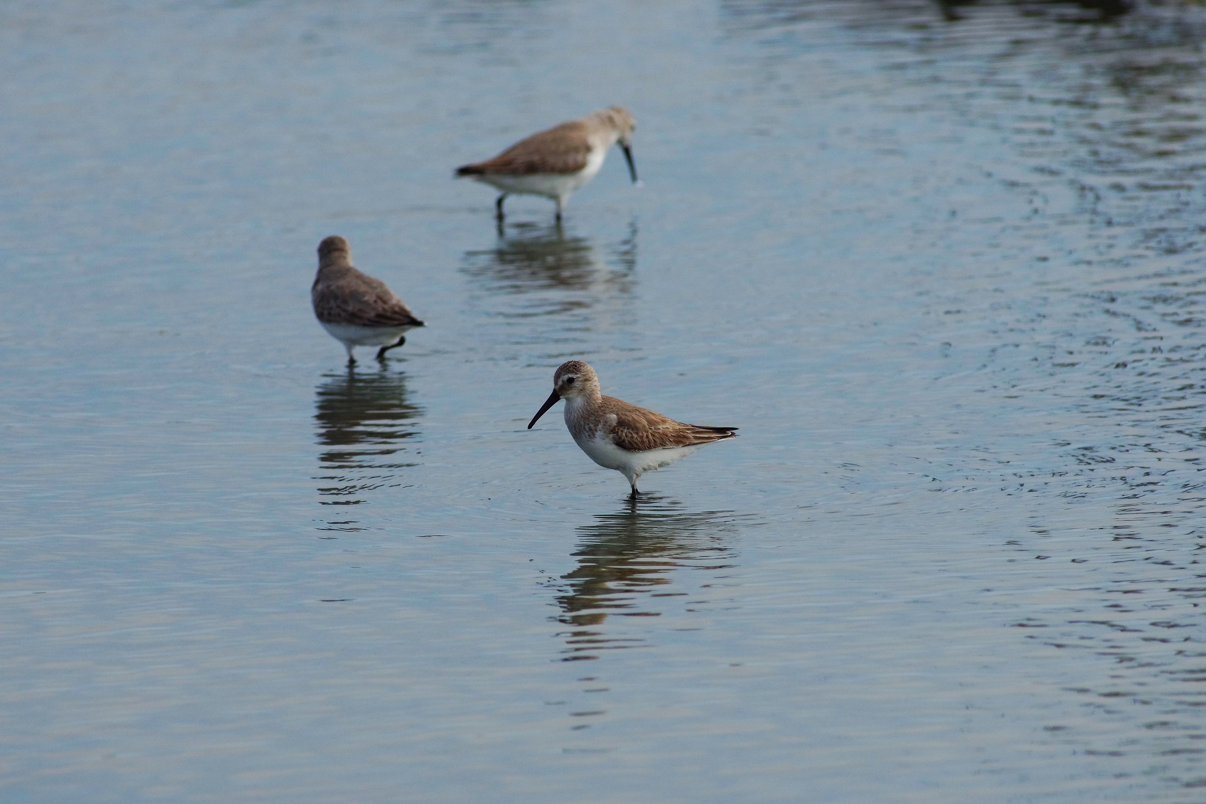 Piovanello pancianera