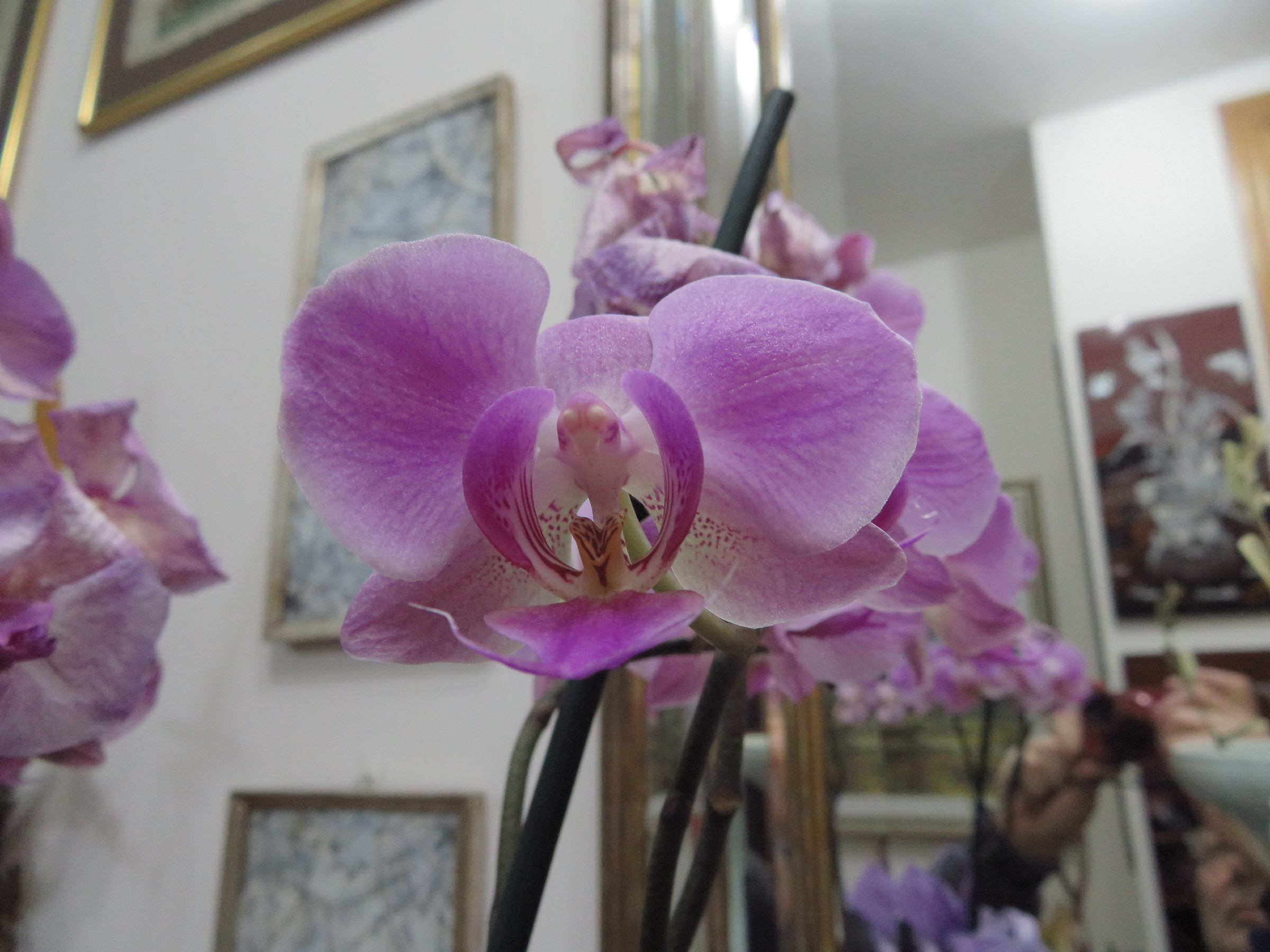 orchidea