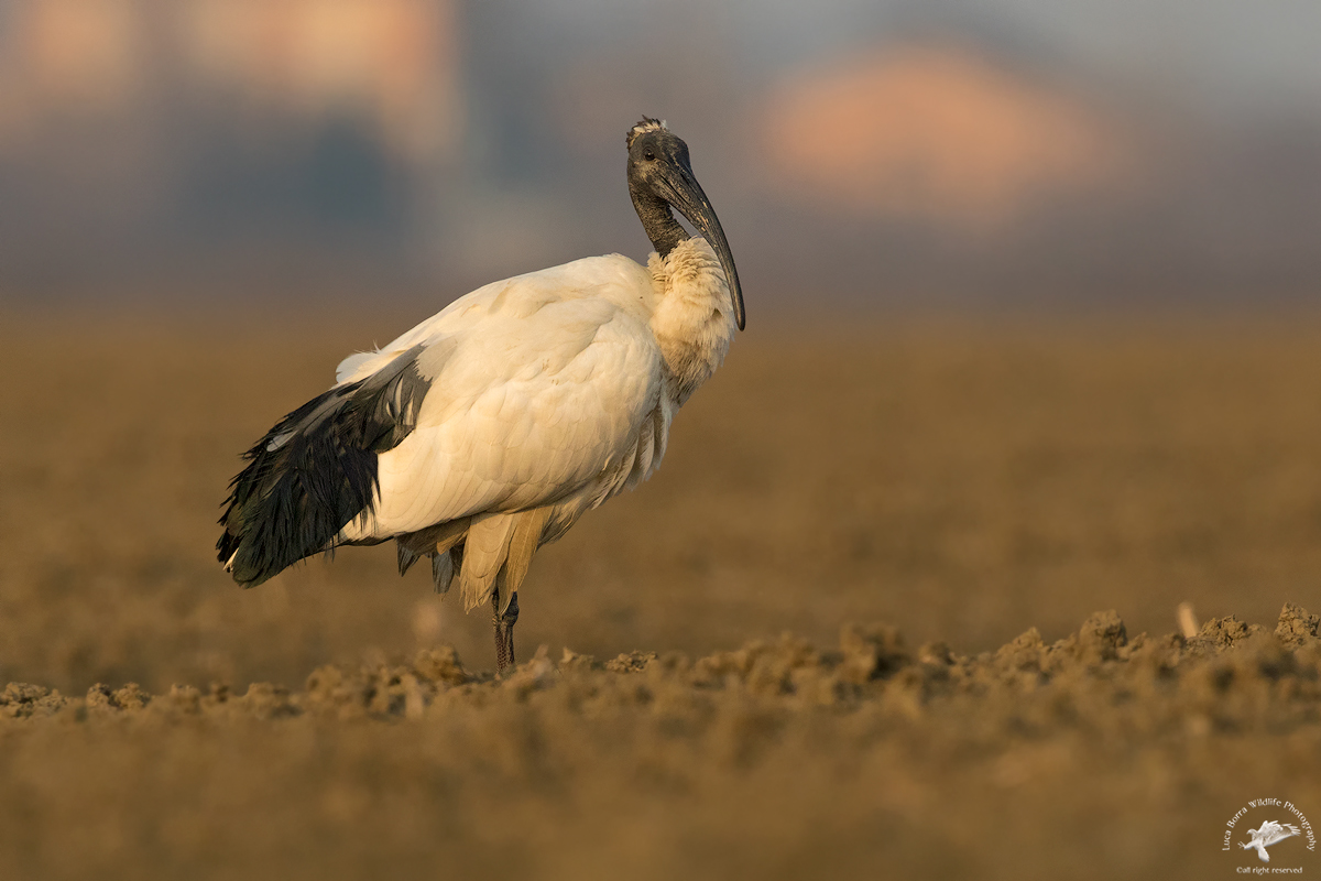 Sacred Ibis