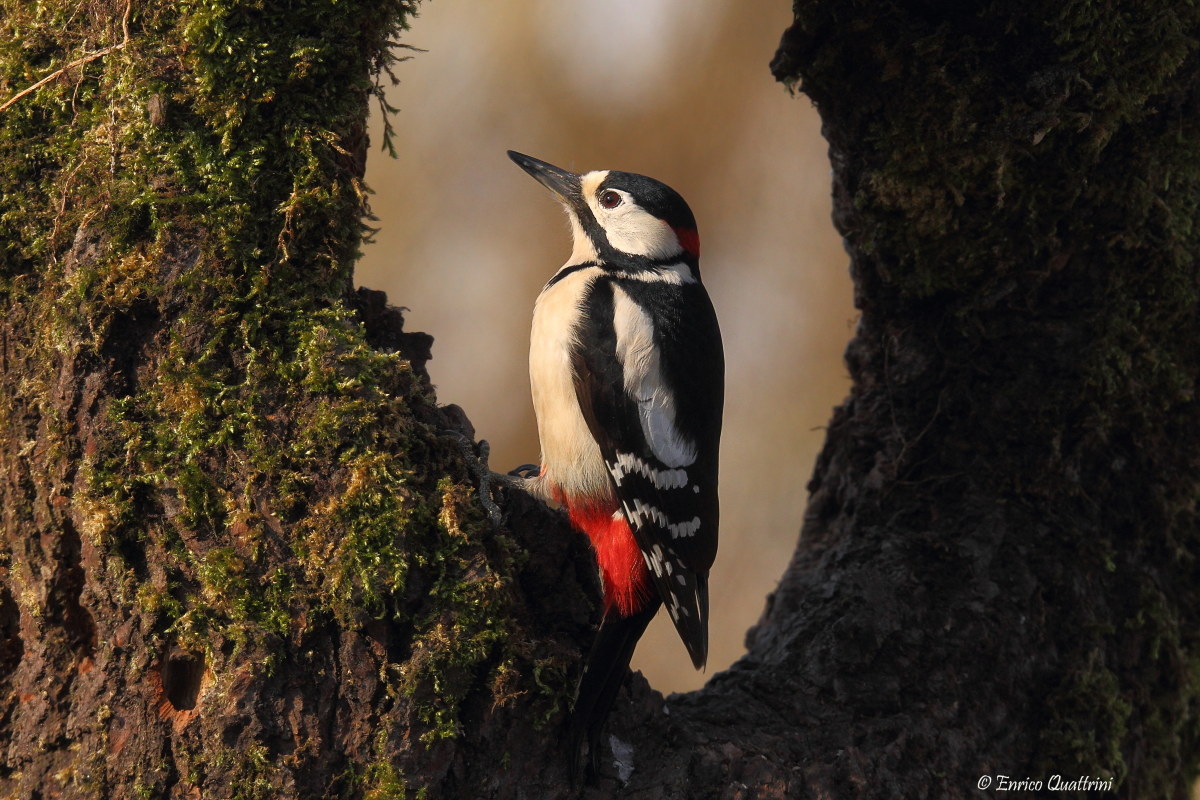 Spotted woodpecker