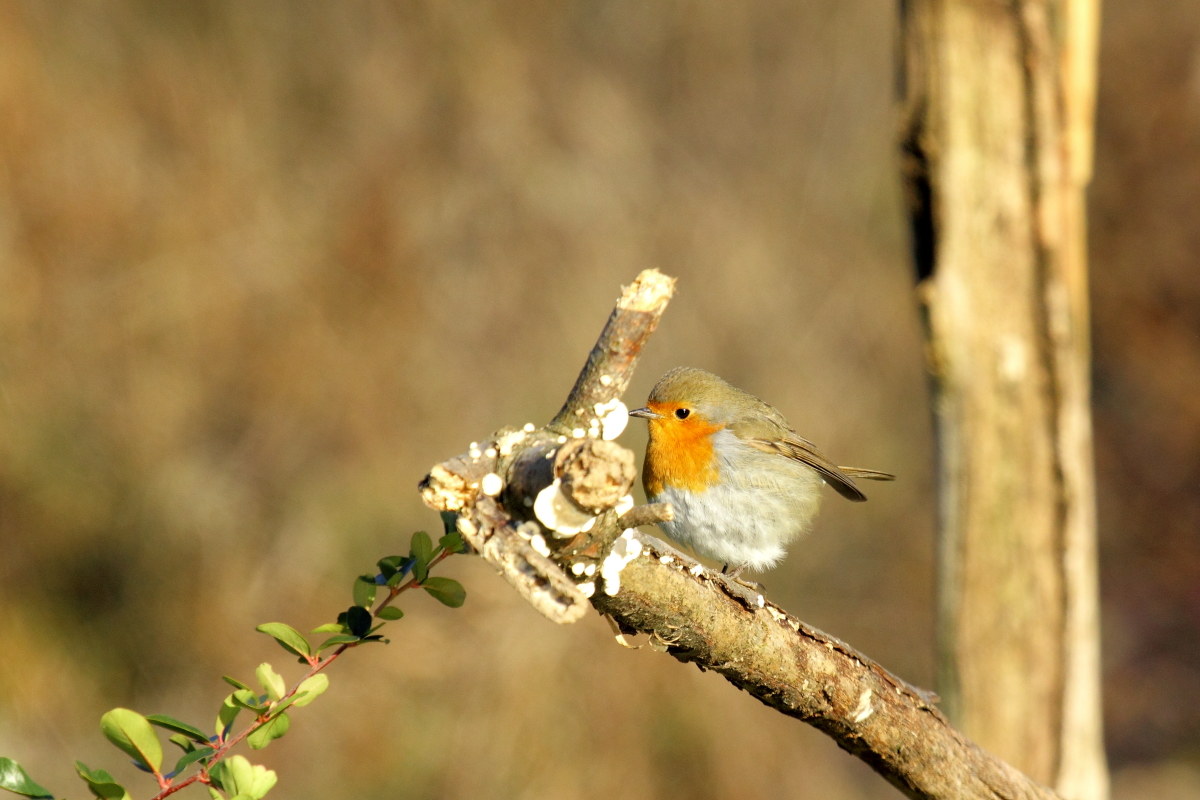 Robin (Erithacus rubecula)