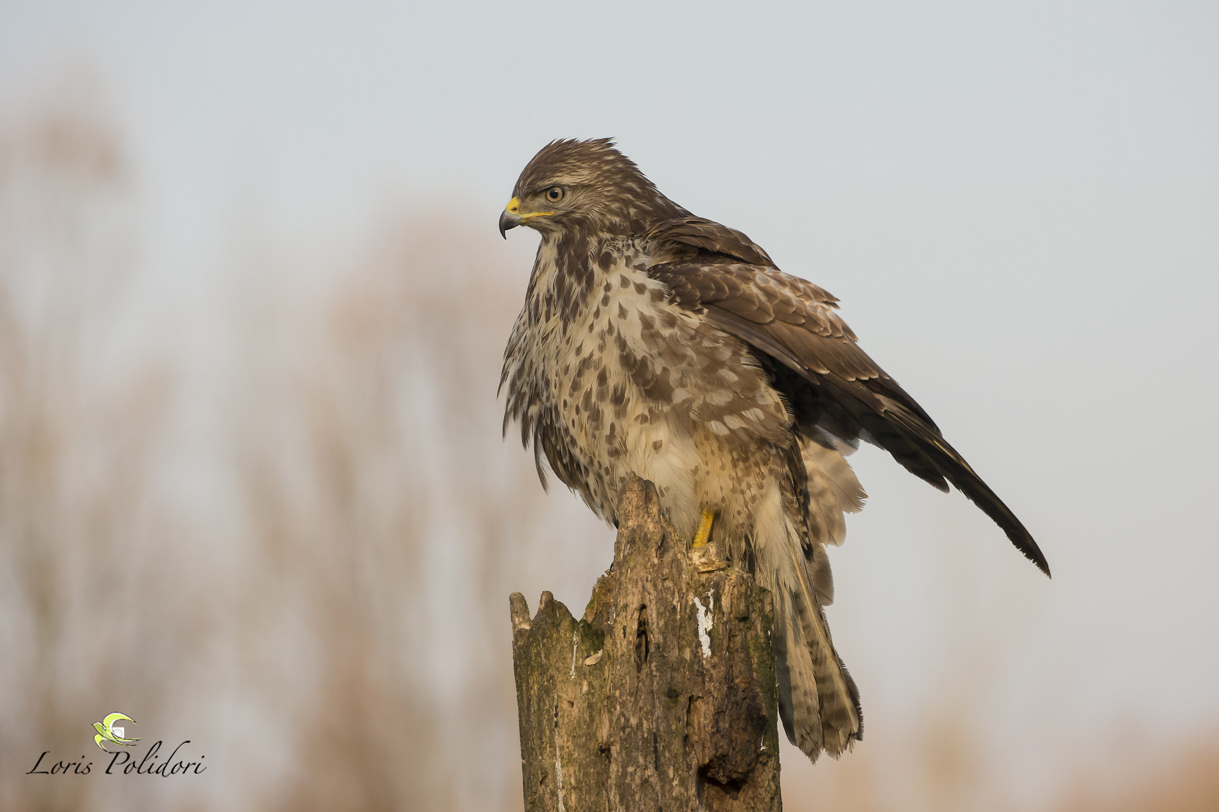 buzzard