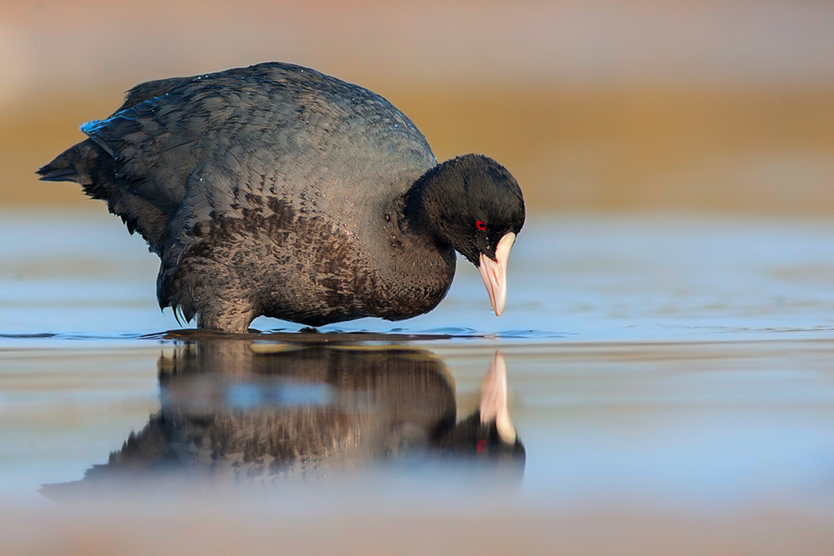 Coot in the mirror