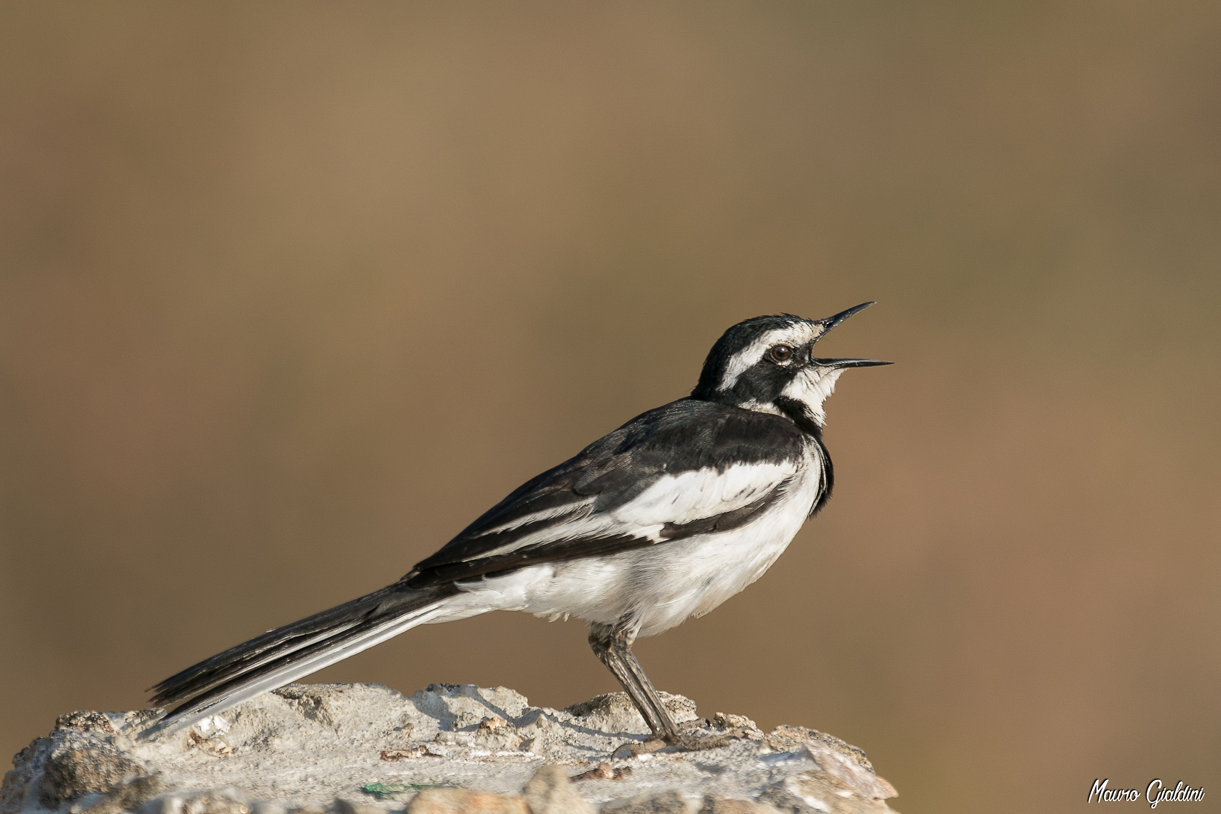 Ballerina nera africana