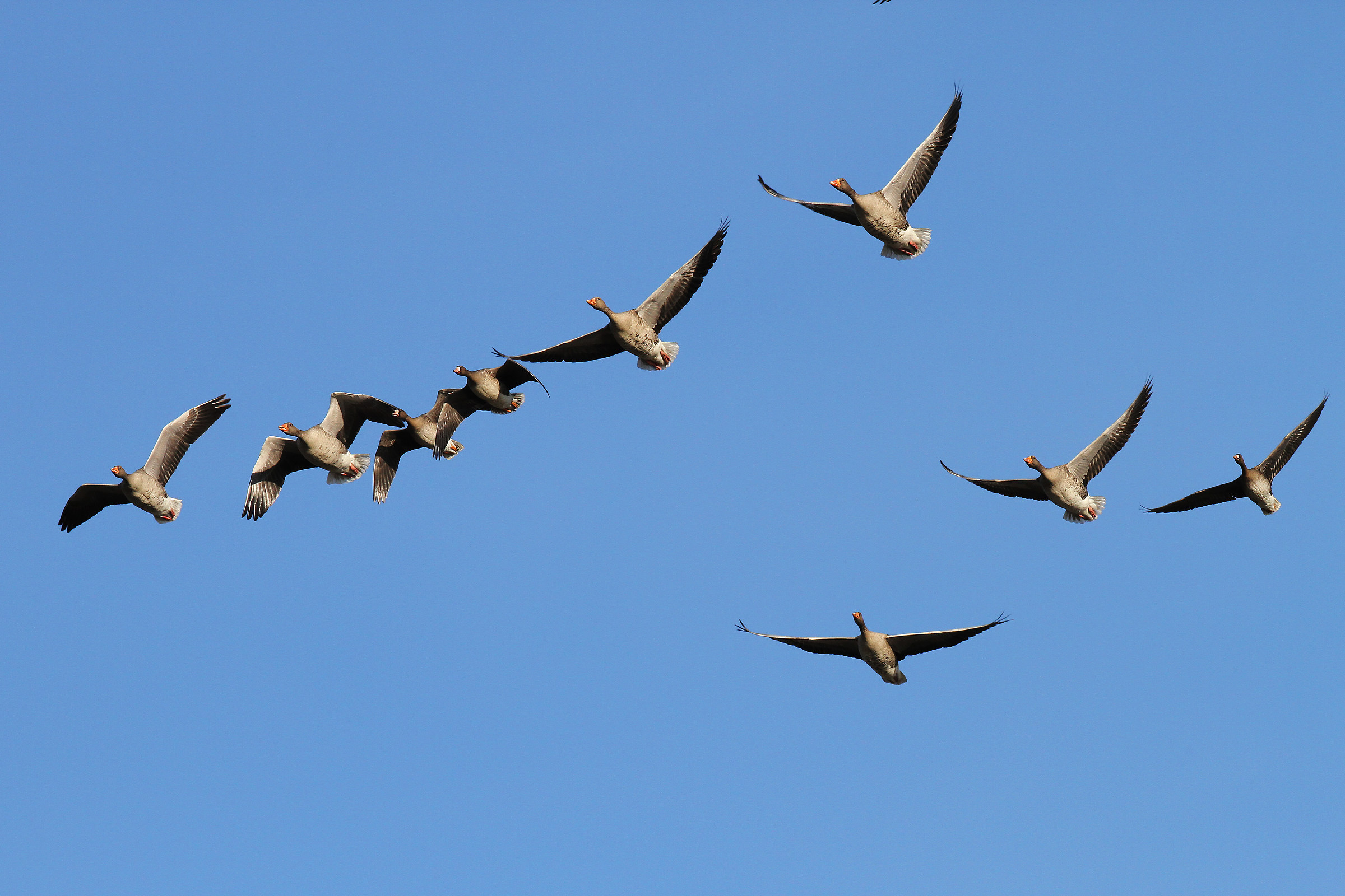 Wild geese and fronted
