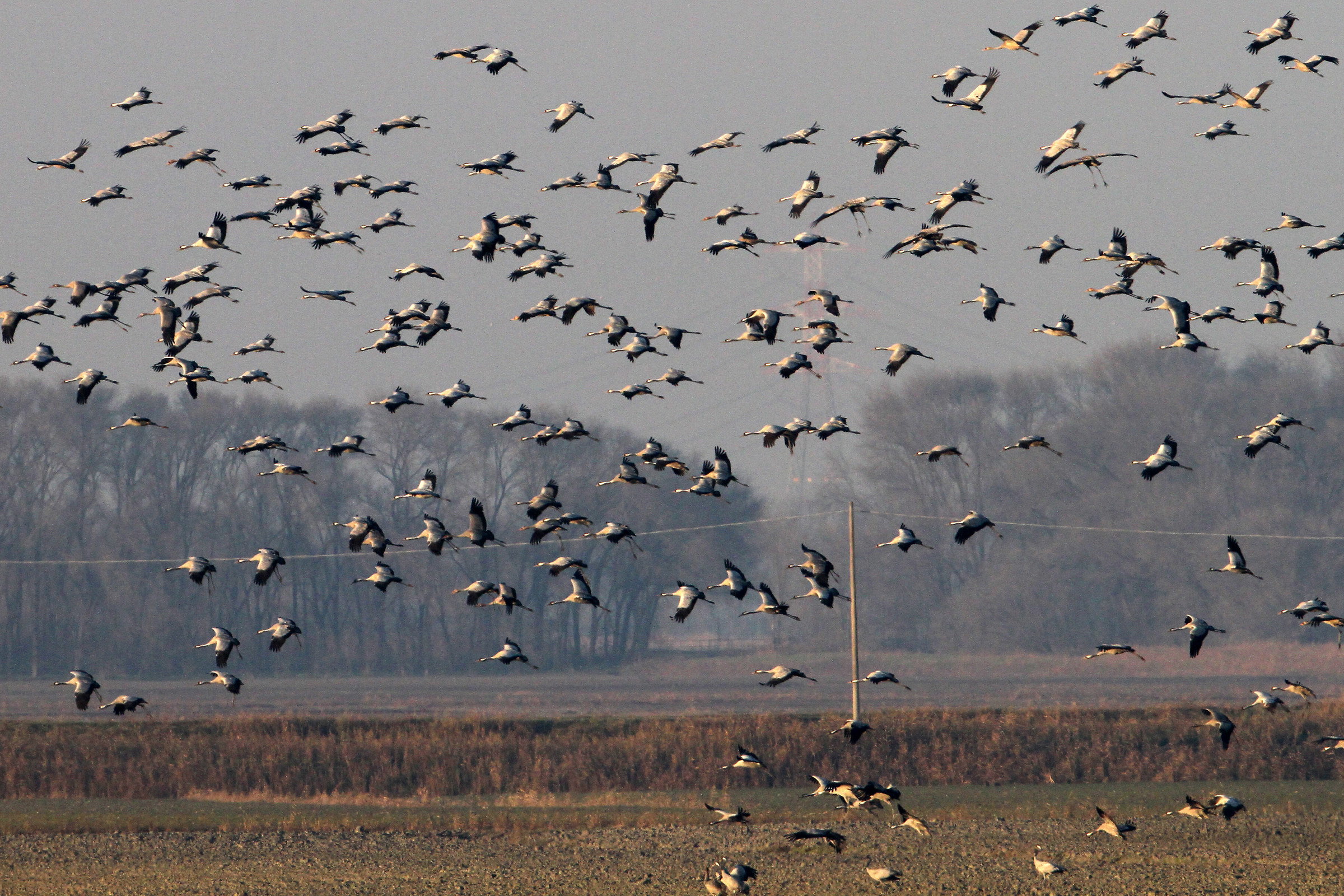 Crane in December 2017 in the Valle del Mezzano