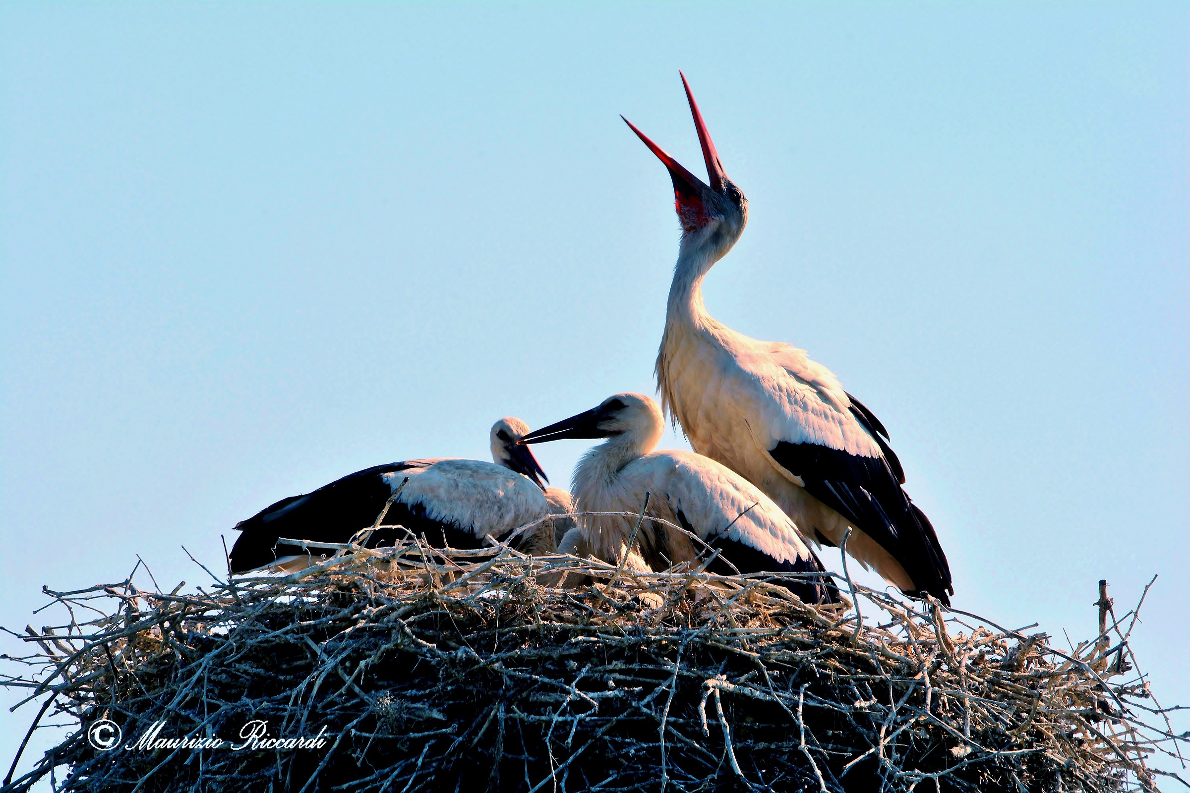 Stork