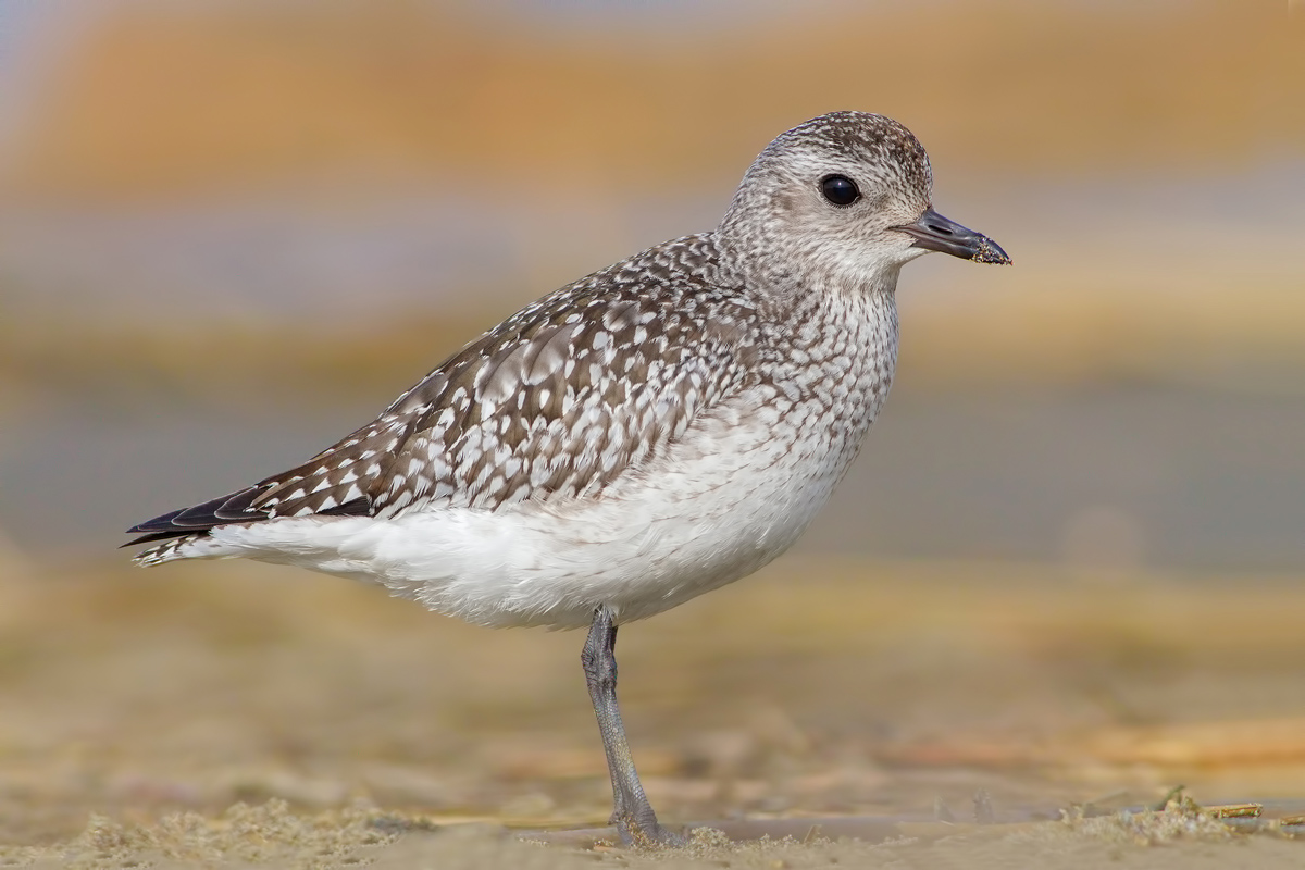 Grey Plover