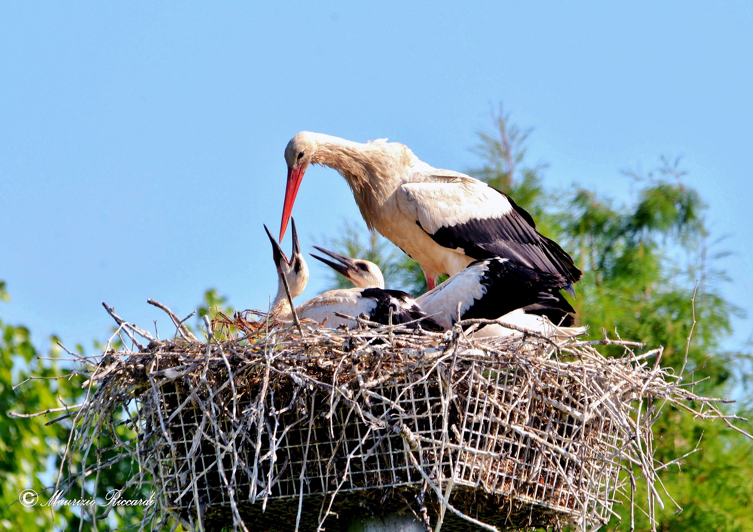 Stork