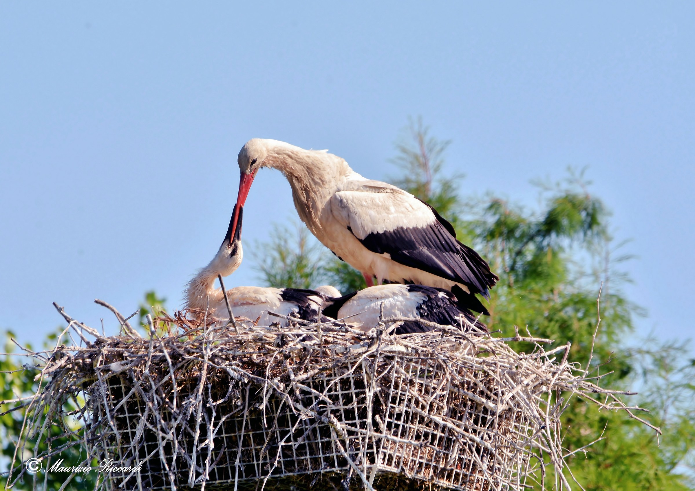 Stork