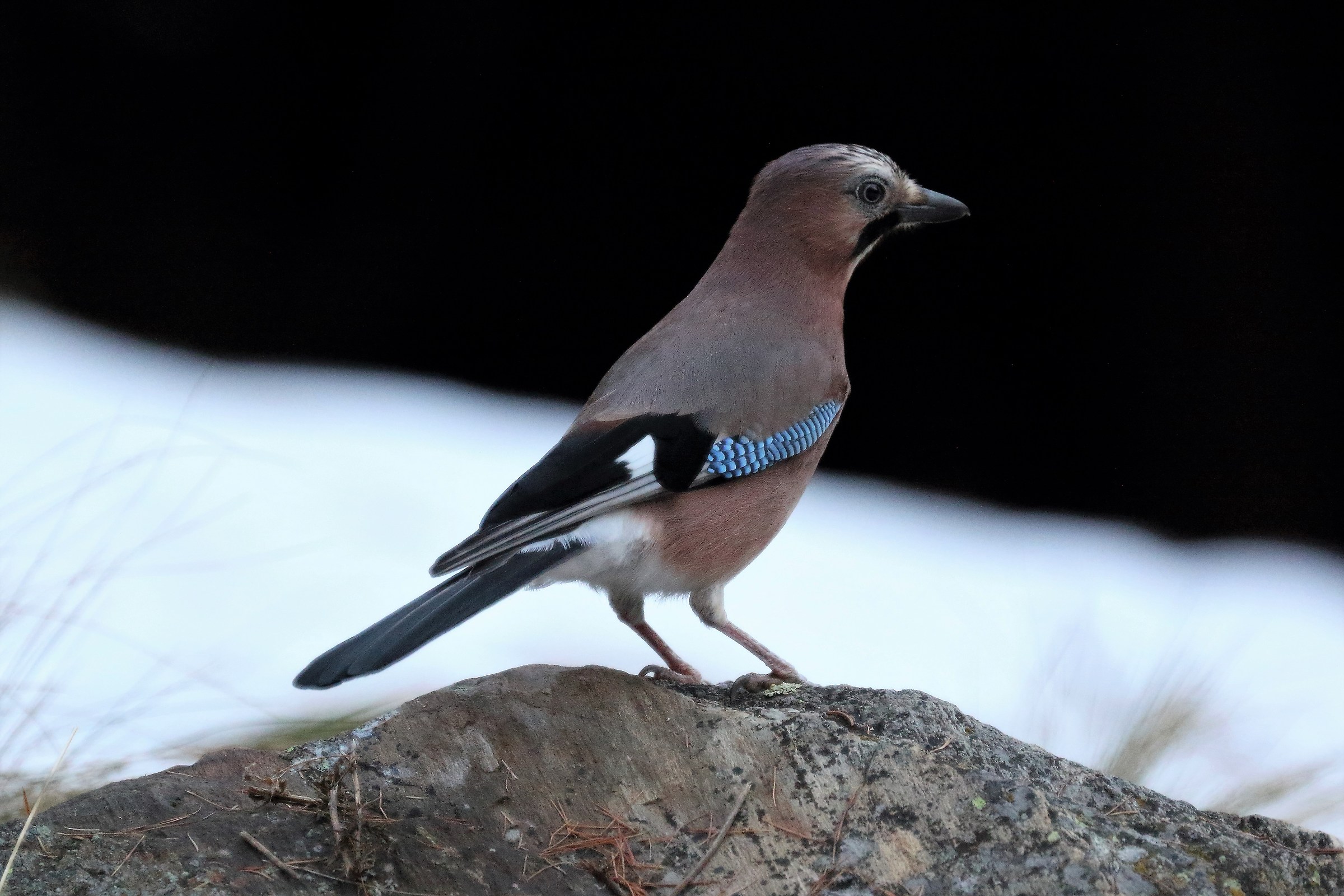 Jay (Garrulus glandarius)