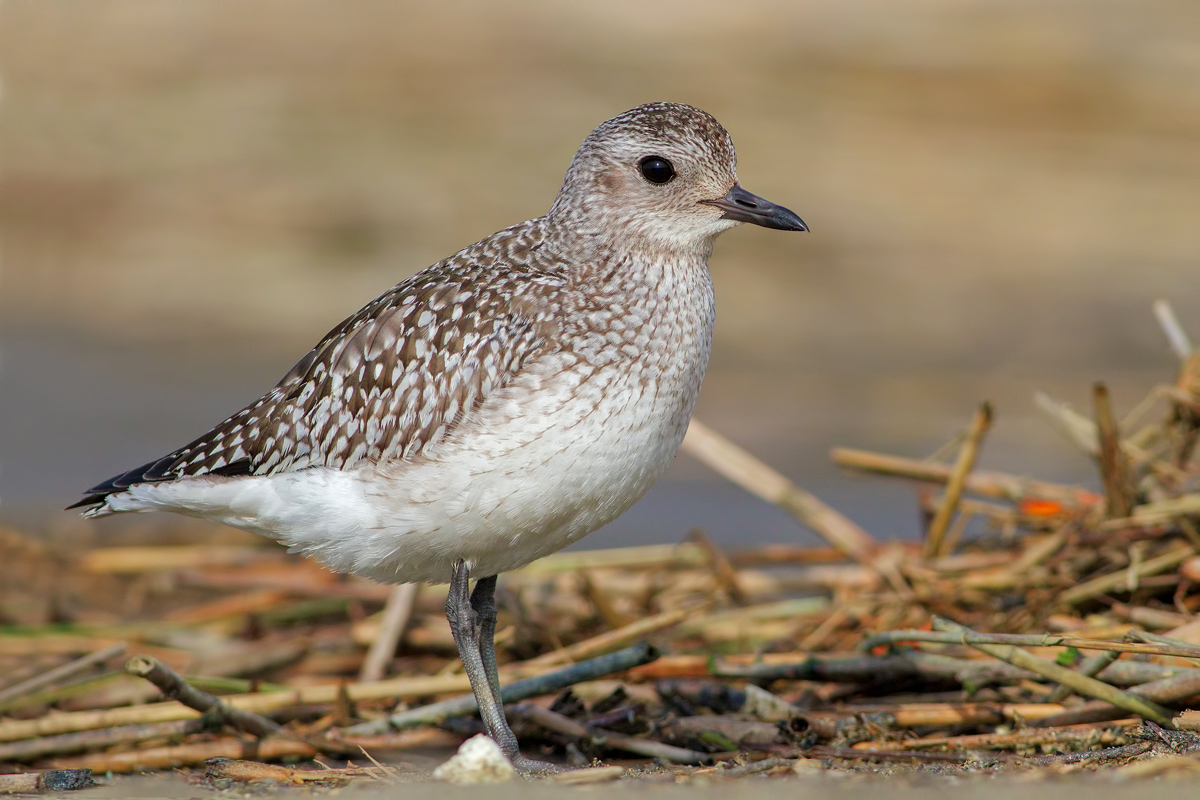Grey Plover