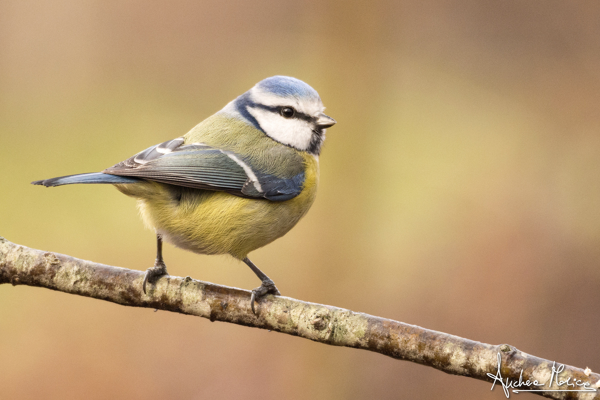 My first Cinciarella...
