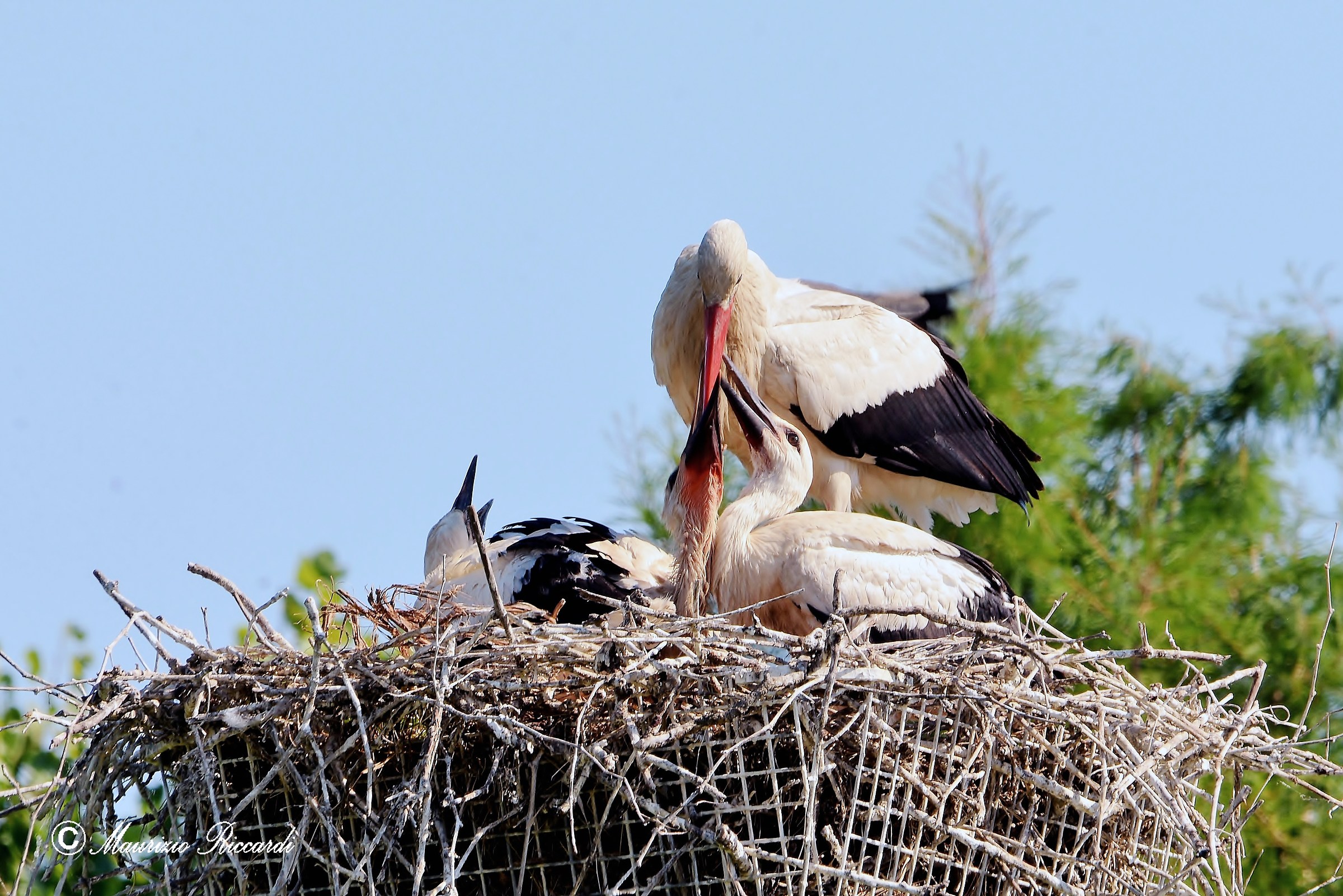 White Stork