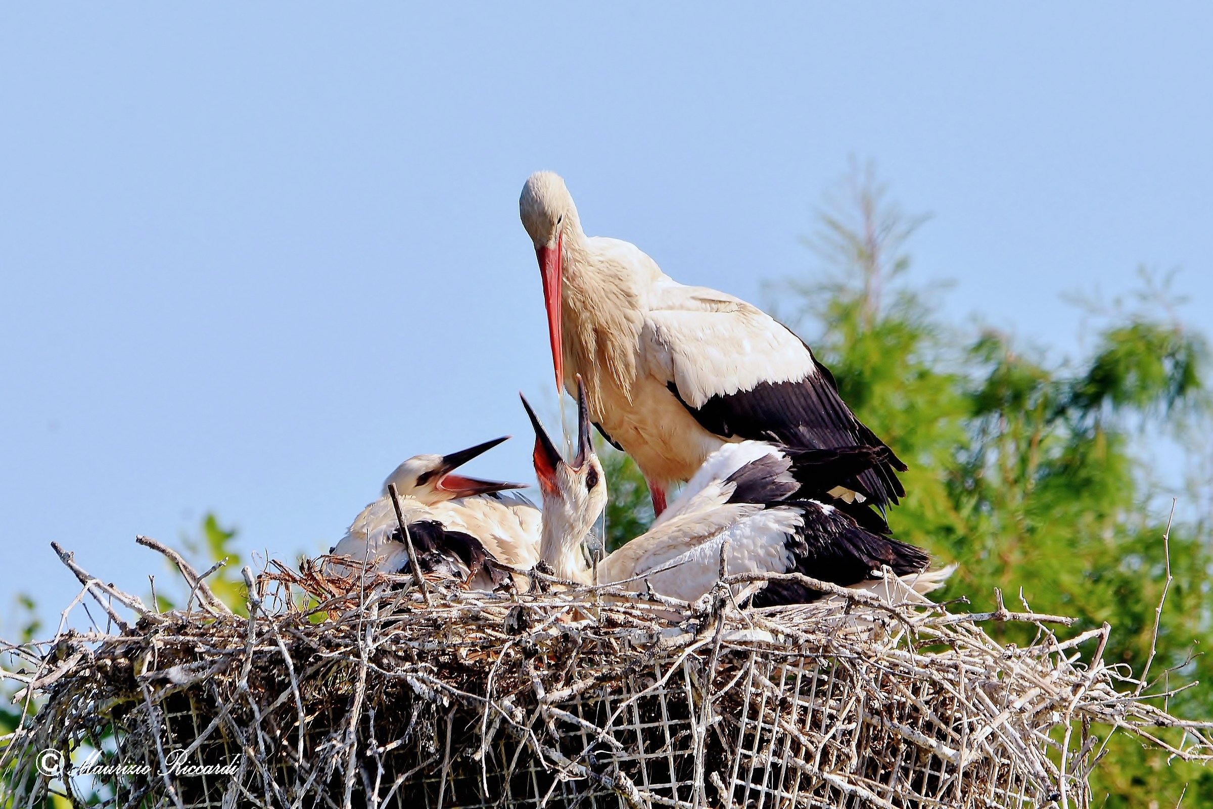 White Stork