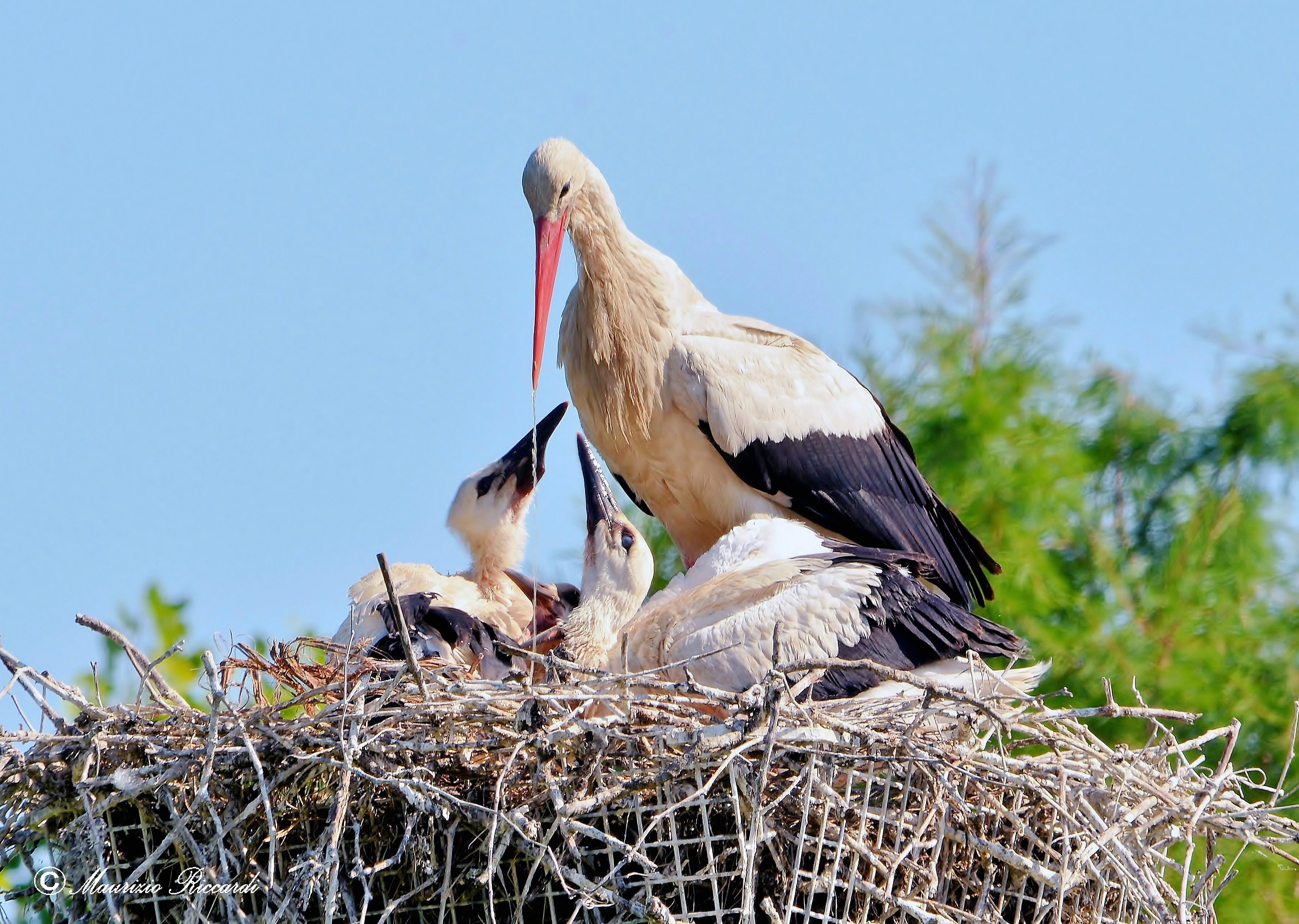 White Stork