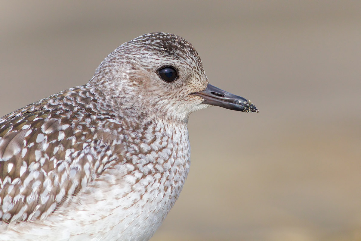 Grey Plover