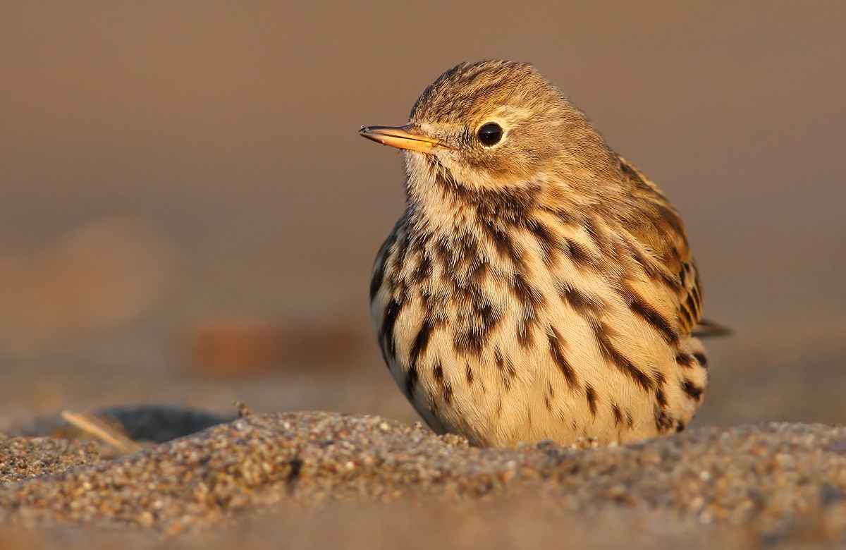 Pipit