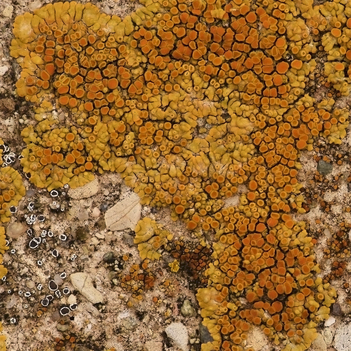 lichens